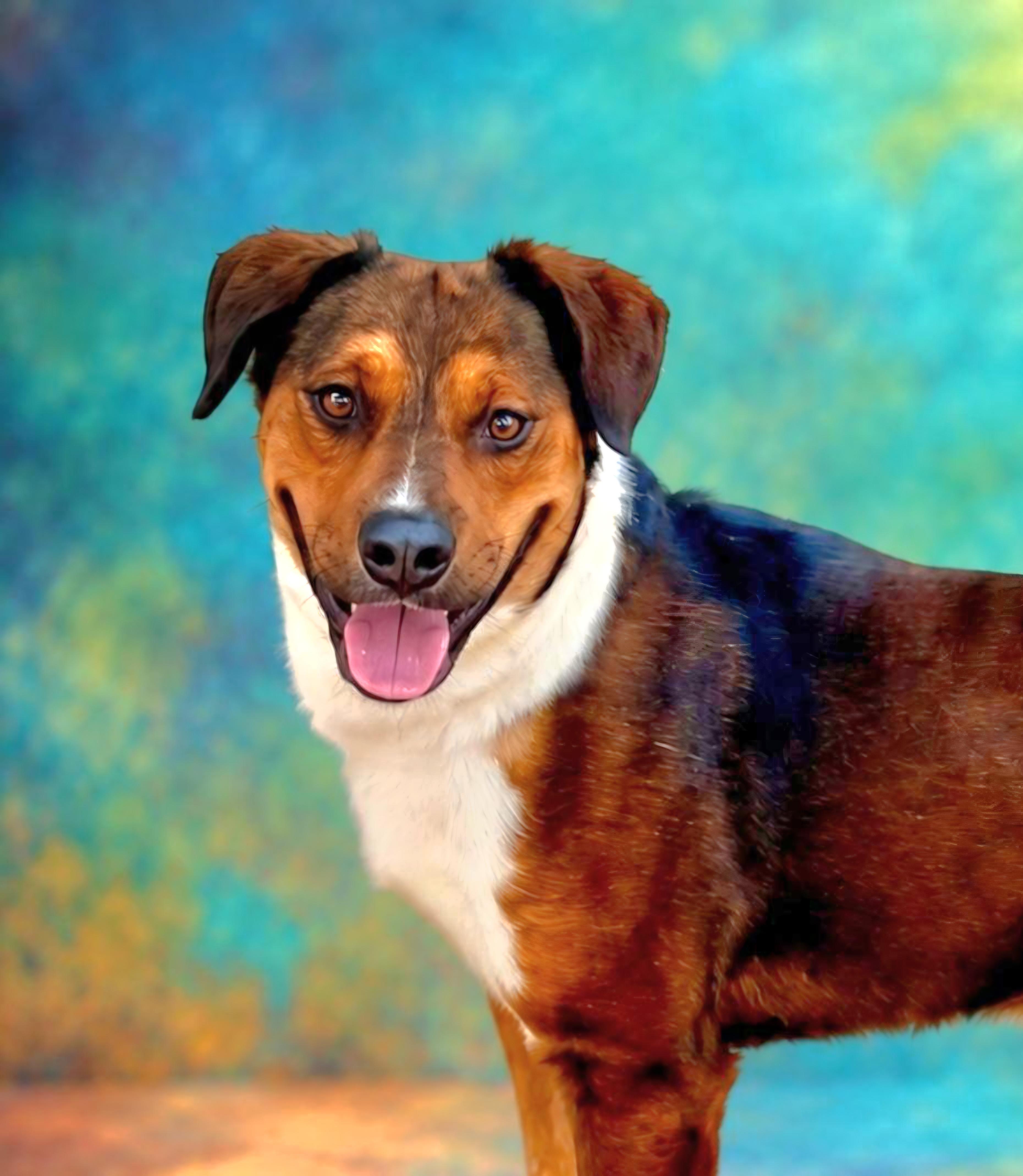 Charlie, Adopted, Young Male Labrador Retriever & Australian Shepherd.