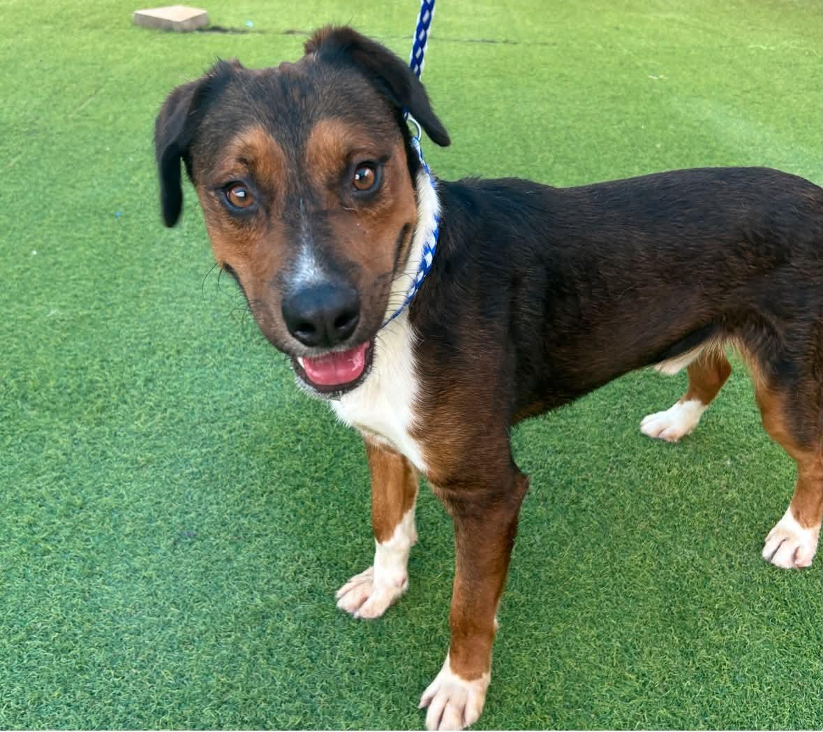 Enlarge Charlie, a Adopted mixed breed in Elk Grove Village, IL image 6/6