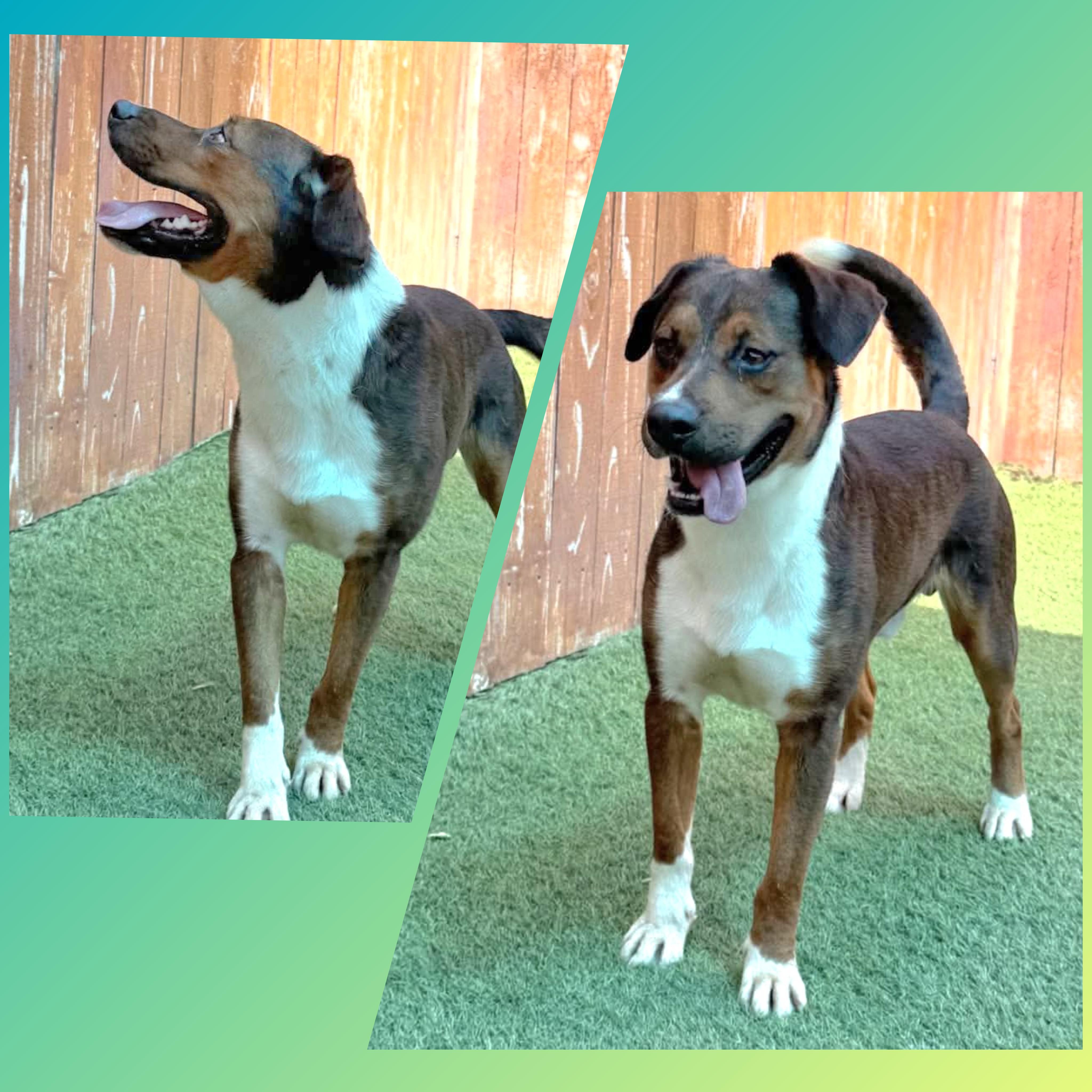 Enlarge Charlie, a Adopted mixed breed in Elk Grove Village, IL image 4/6