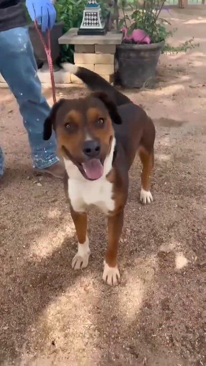 Enlarge Charlie, a Adopted mixed breed in Elk Grove Village, IL video 2/6