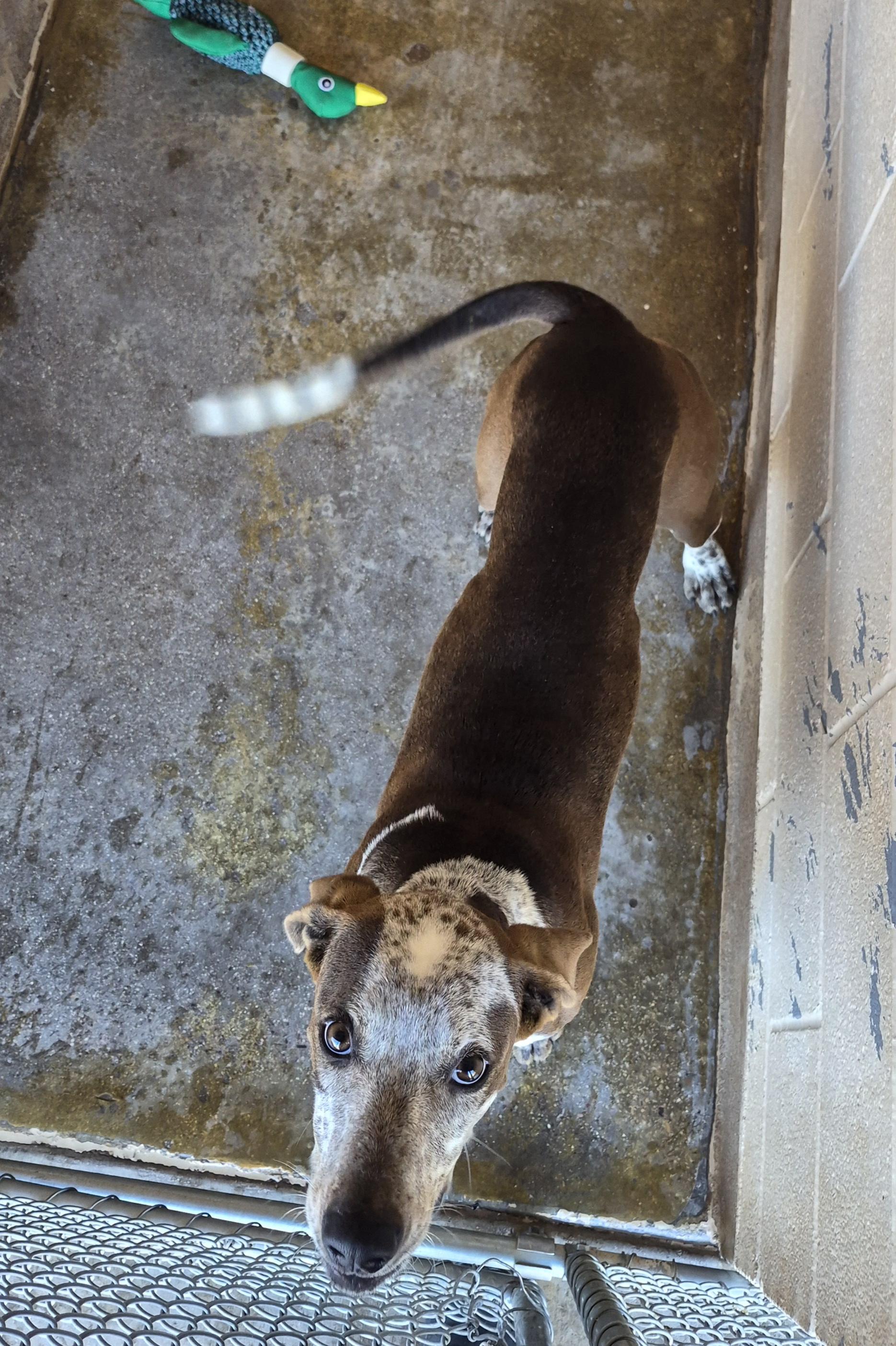 Muddy Moose, Adoptable, Young Male Hound.