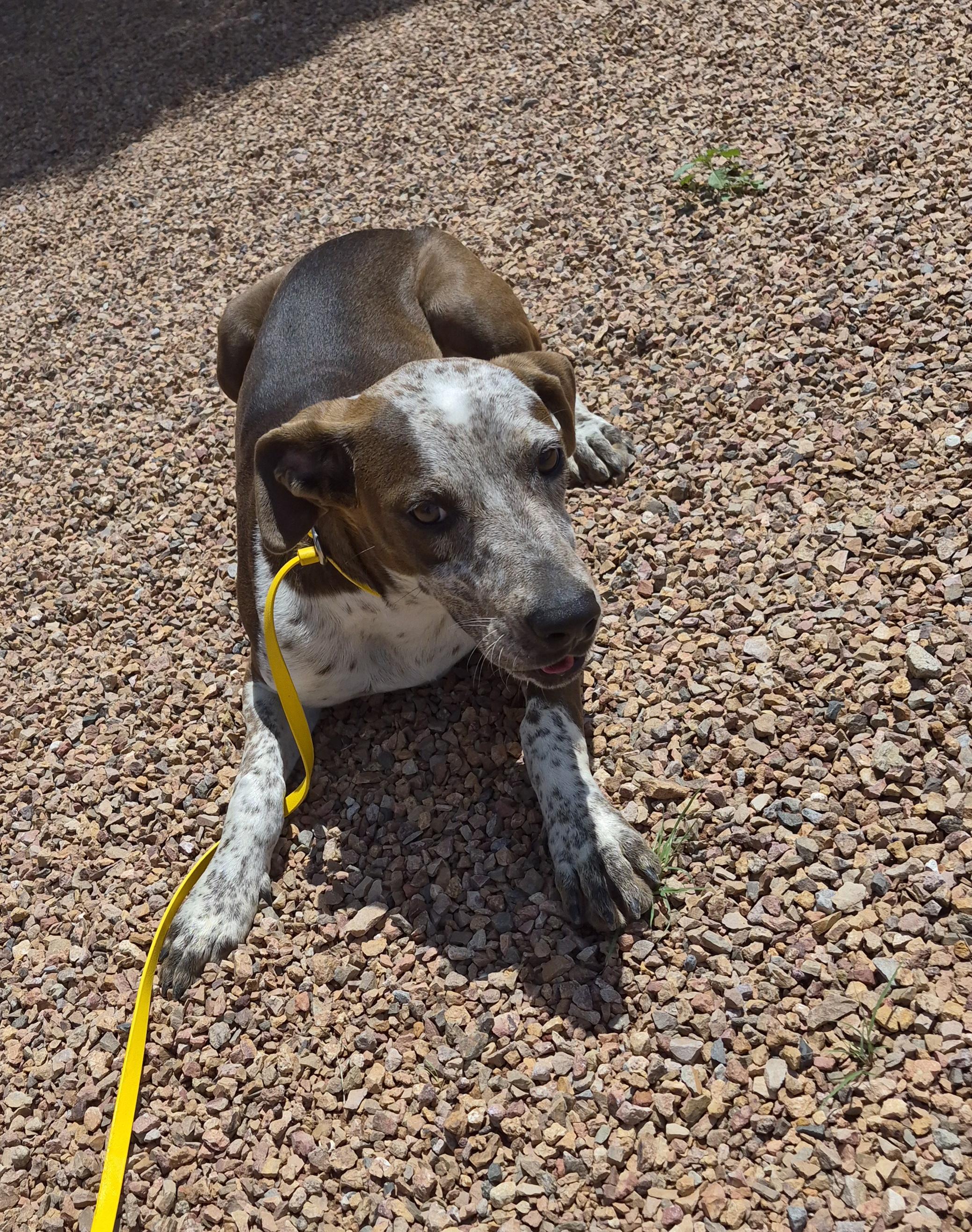 Enlarge Muddy Moose, a Adoptable mixed breed in Sierra Vista, AZ image 2/3