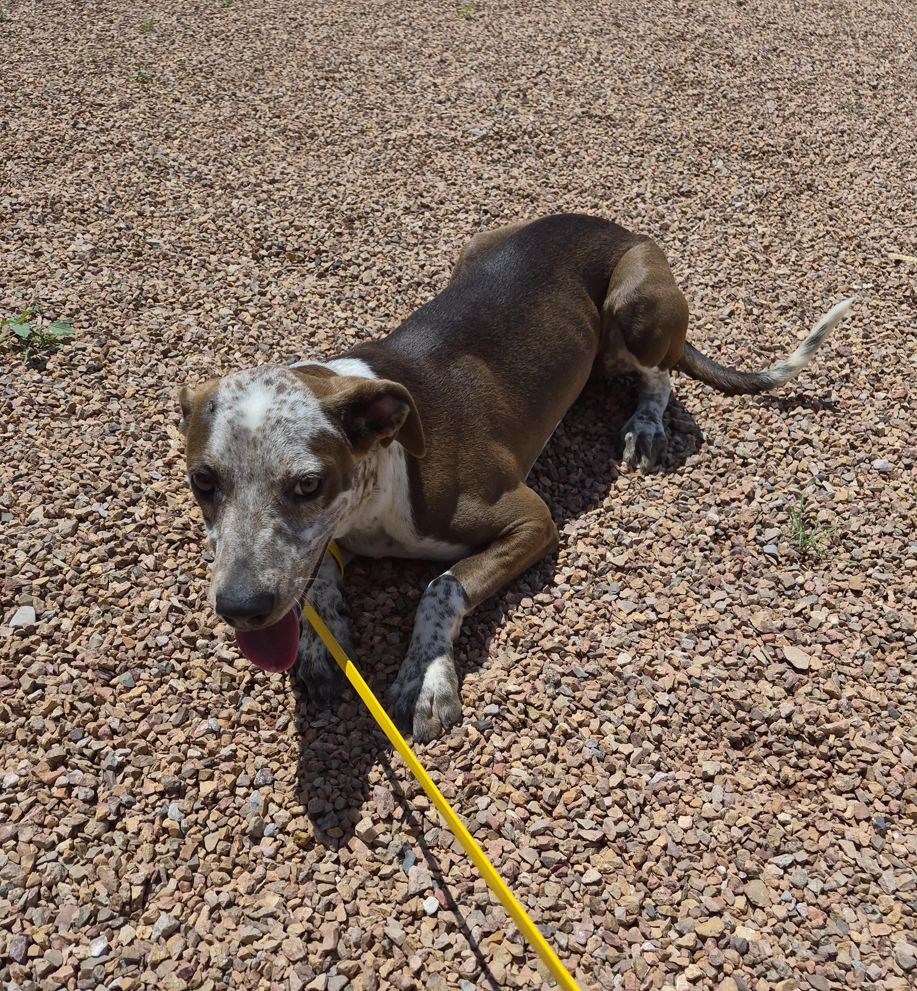 Enlarge Muddy Moose, a Adoptable mixed breed in Sierra Vista, AZ image 3/3