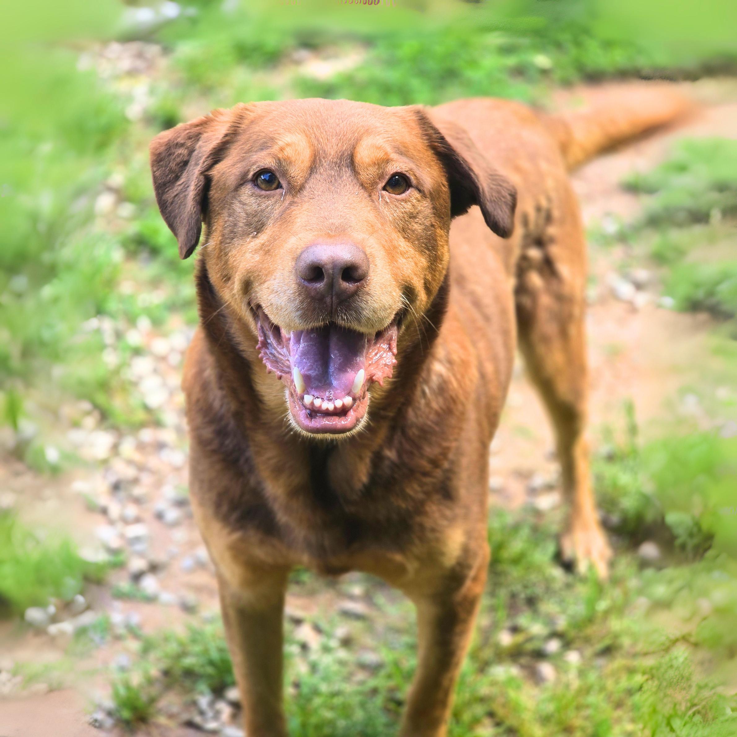Ganymede Labrador Retriever Dog