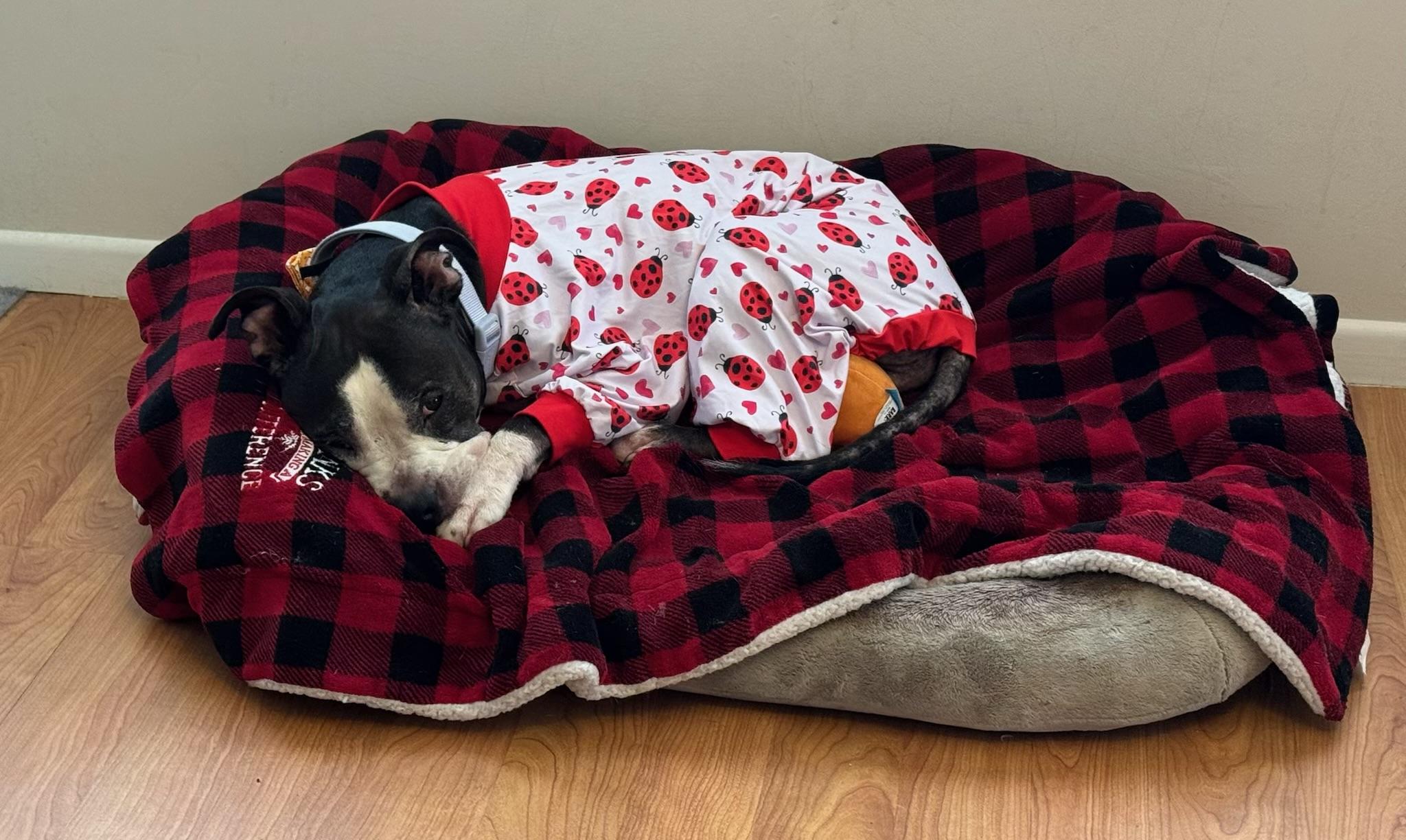 Enlarge Coco Bean, an adopted Pit Bull Terrier in Parkton, MD image 4/6