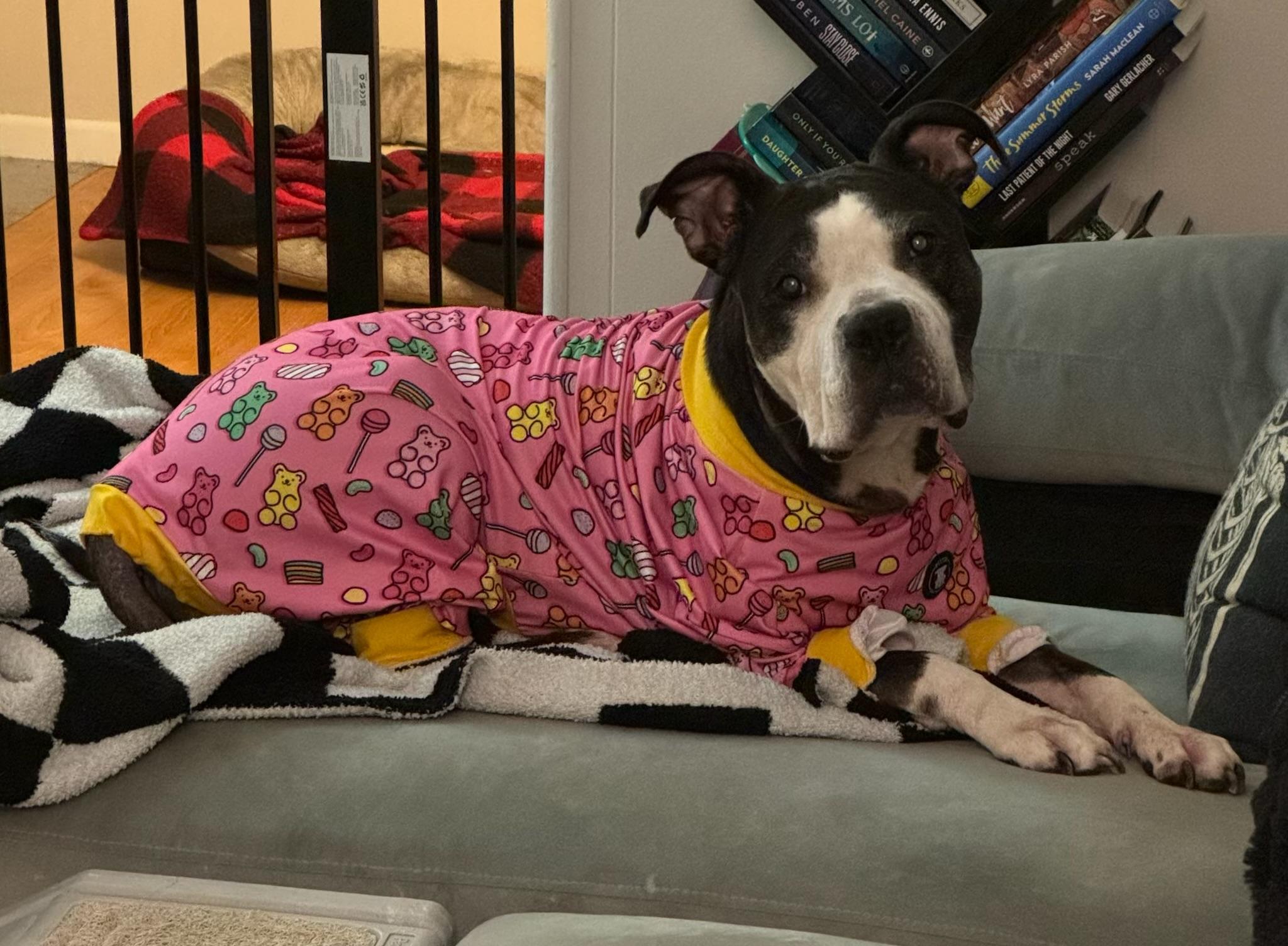 Enlarge Coco Bean, an adopted Pit Bull Terrier in Parkton, MD image 1/6