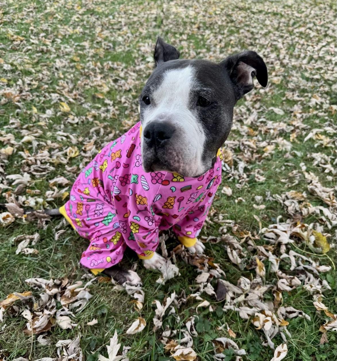 Enlarge Coco Bean, an adopted Pit Bull Terrier in Parkton, MD image 2/6