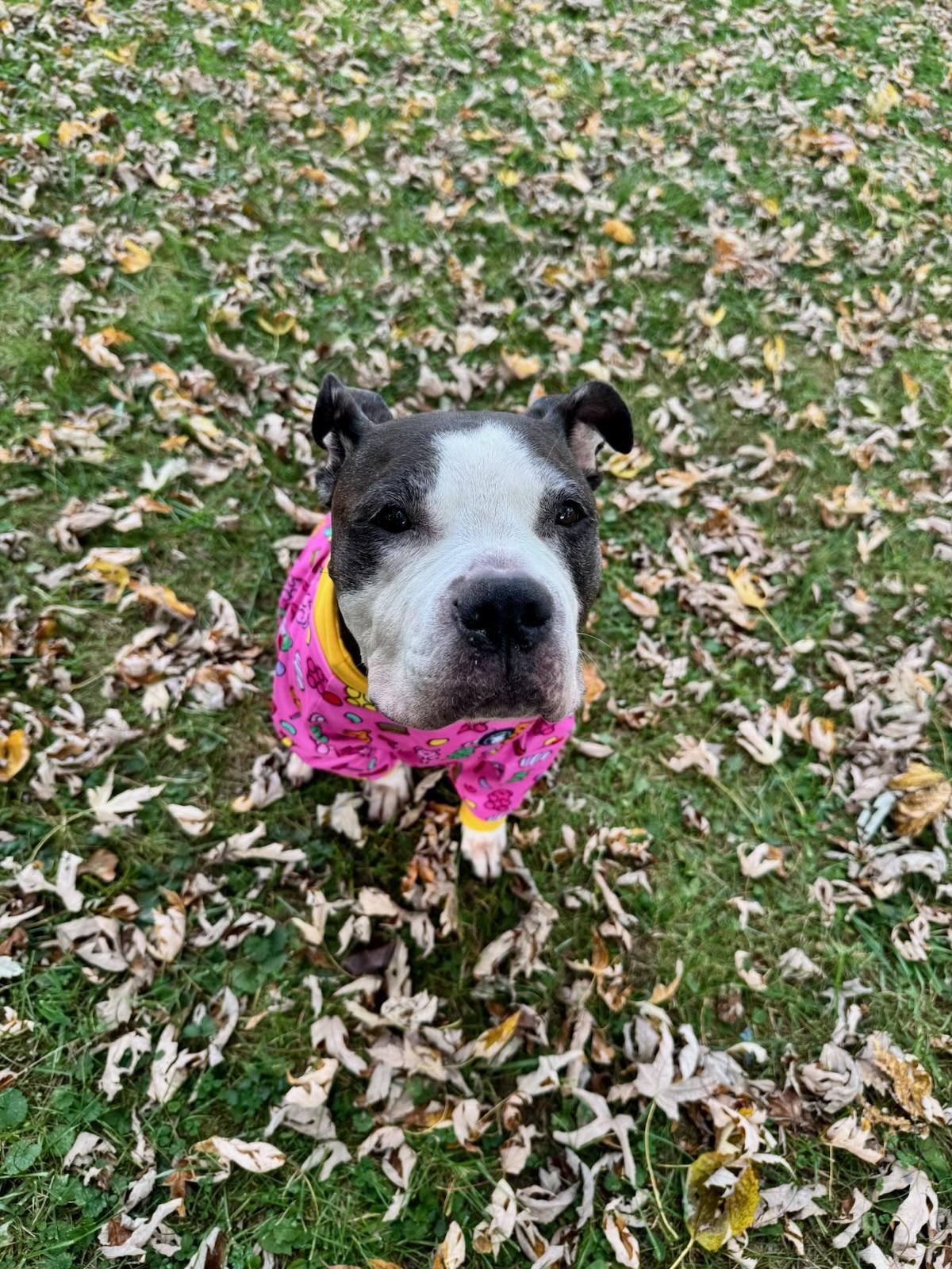 Enlarge Coco Bean, an adopted Pit Bull Terrier in Parkton, MD image 5/6