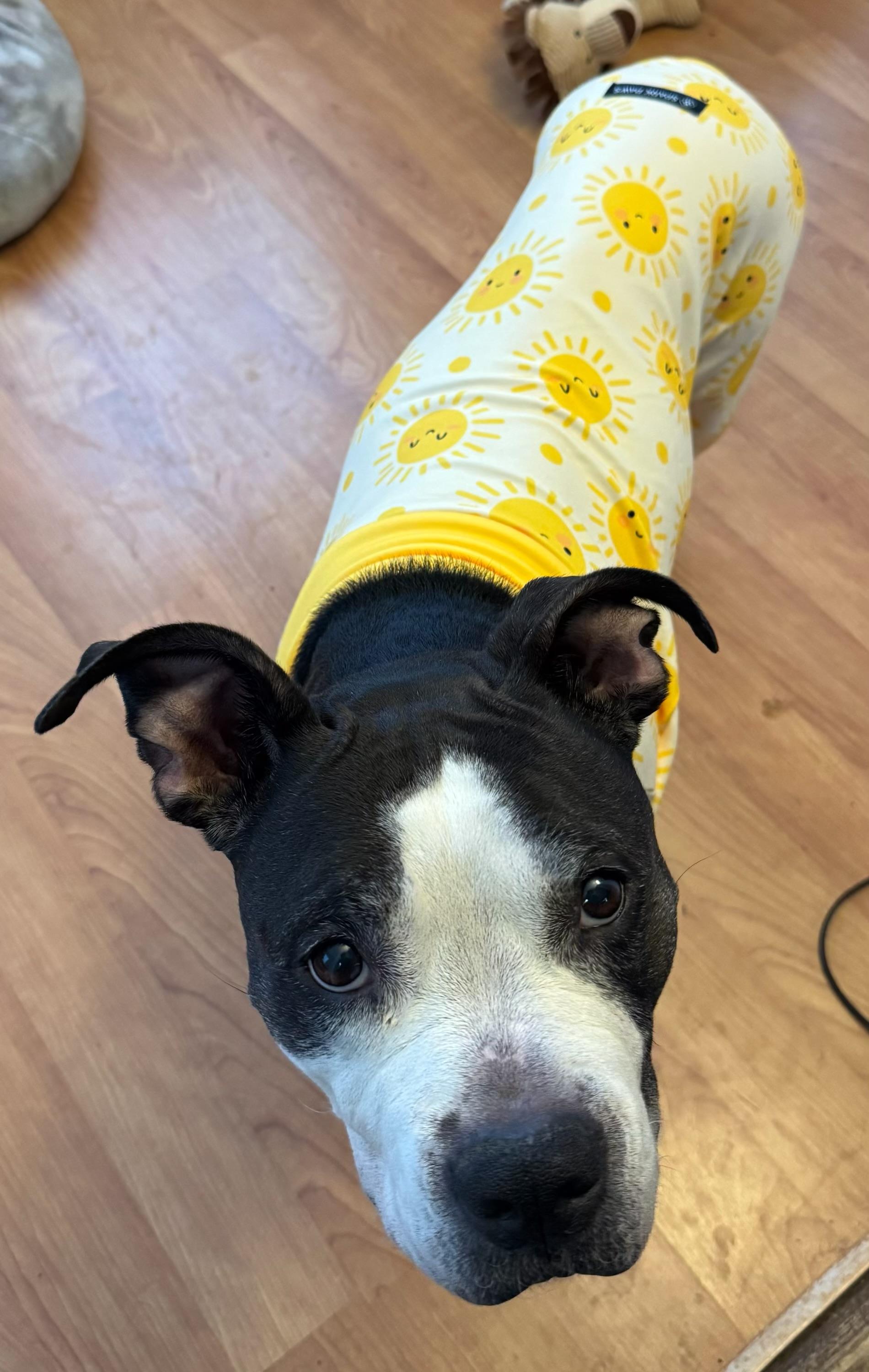 Enlarge Coco Bean, an adopted Pit Bull Terrier in Parkton, MD image 3/6