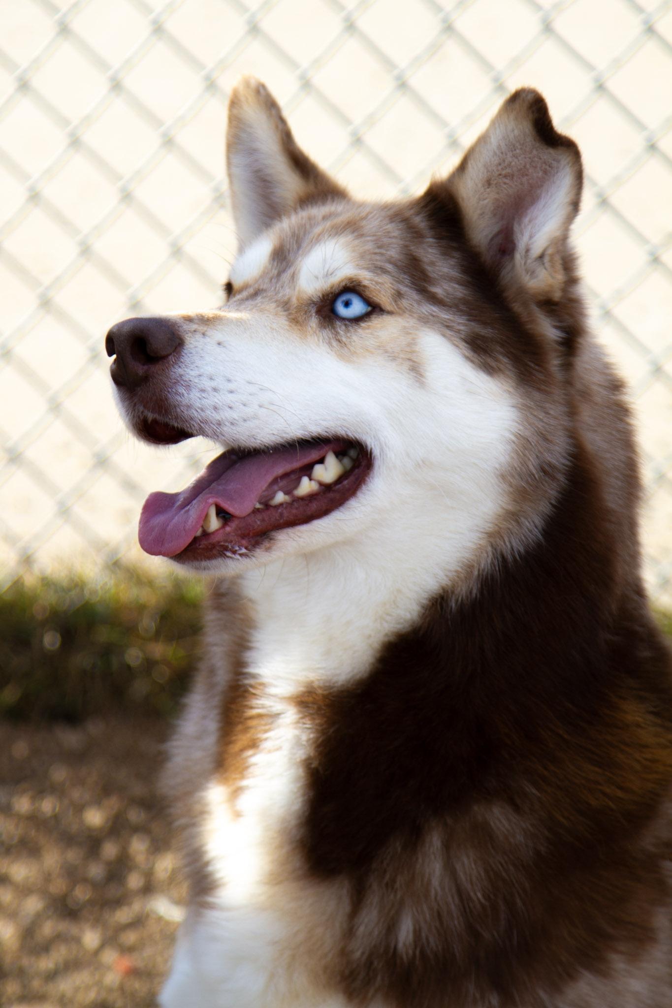 Enlarge Luke, a Adoptable mixed breed in Rapid City, SD image 3/5