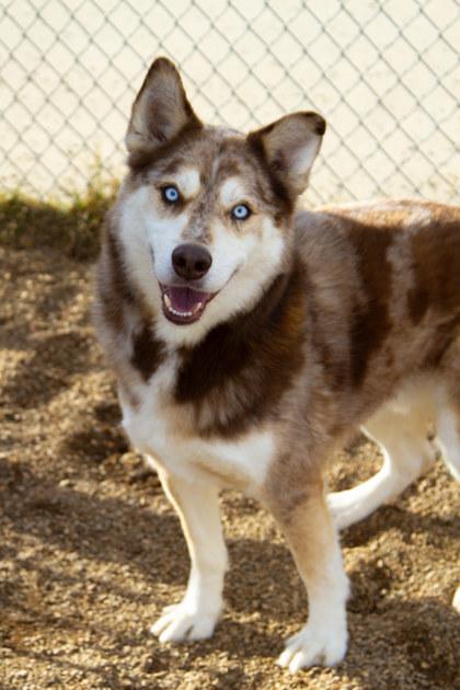 Enlarge Luke, a Adoptable mixed breed in Rapid City, SD image 5/5