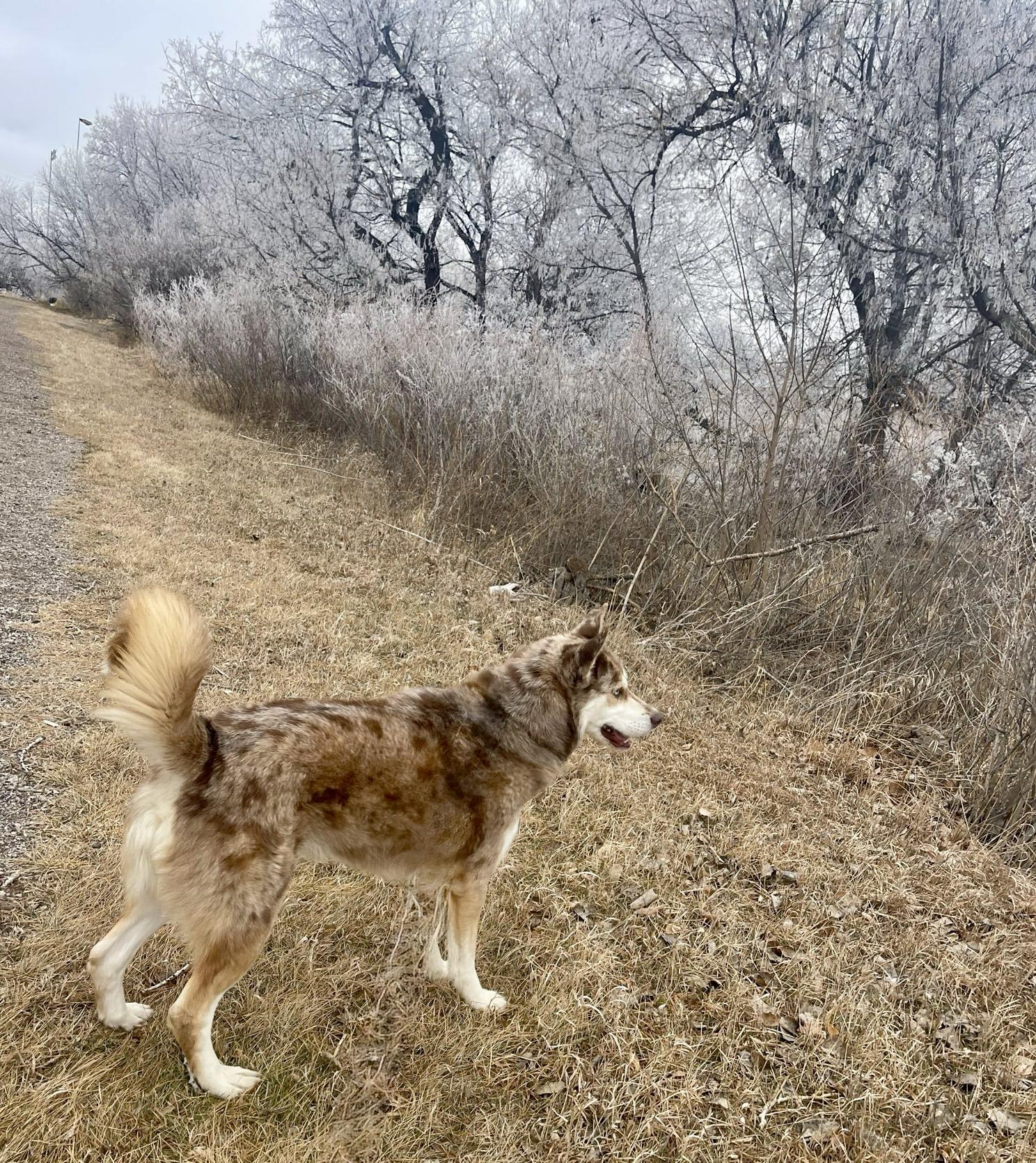 Enlarge Luke, a Adoptable mixed breed in Rapid City, SD image 4/5
