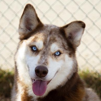 Luke, Adoptable, Adult Male Husky.