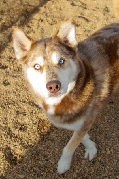 Enlarge Luke, a Adoptable mixed breed in Rapid City, SD image 2/5