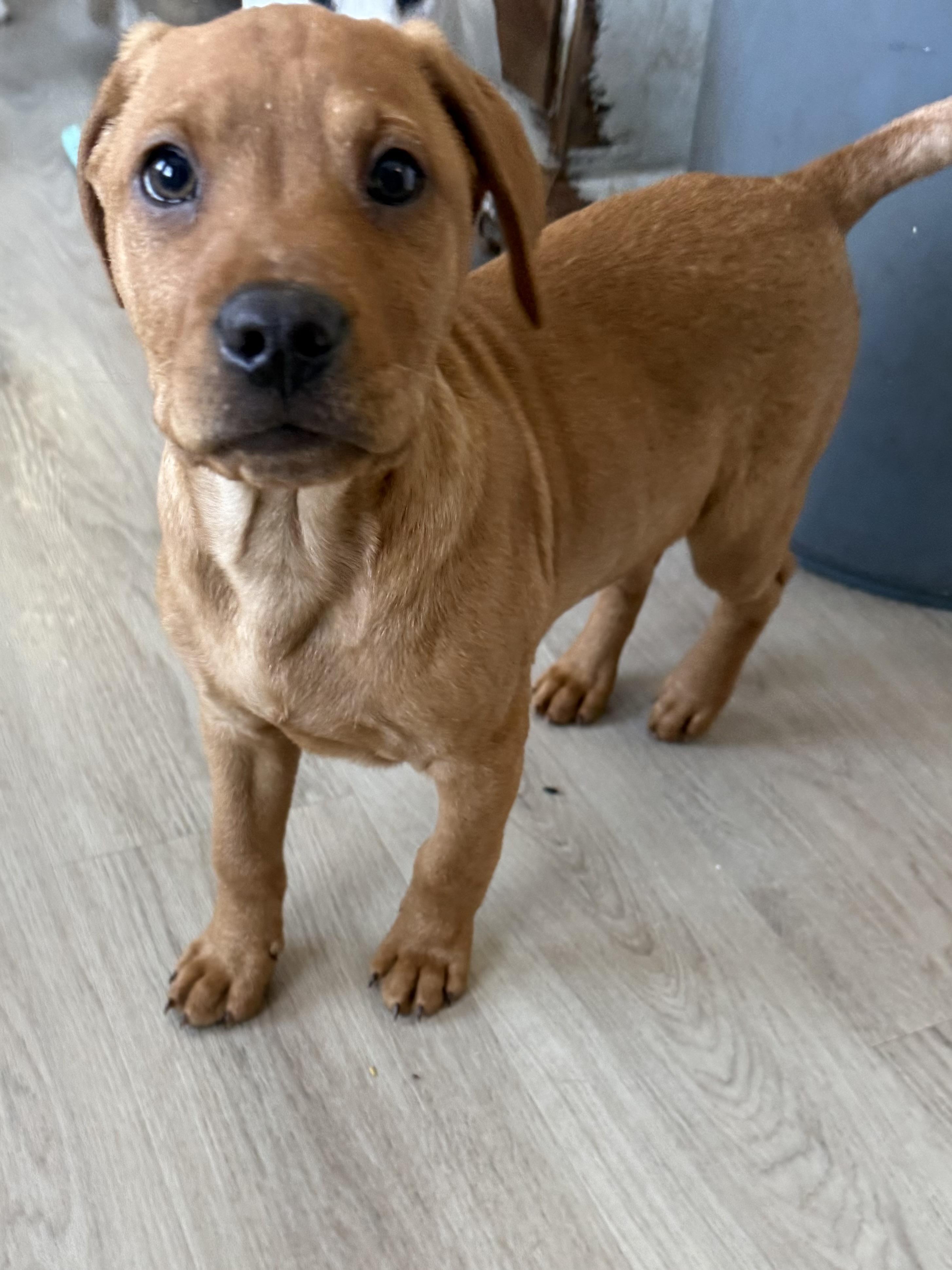 Enlarge Johnny, an adopted mixed breed in Succasunna, NJ image 3/6