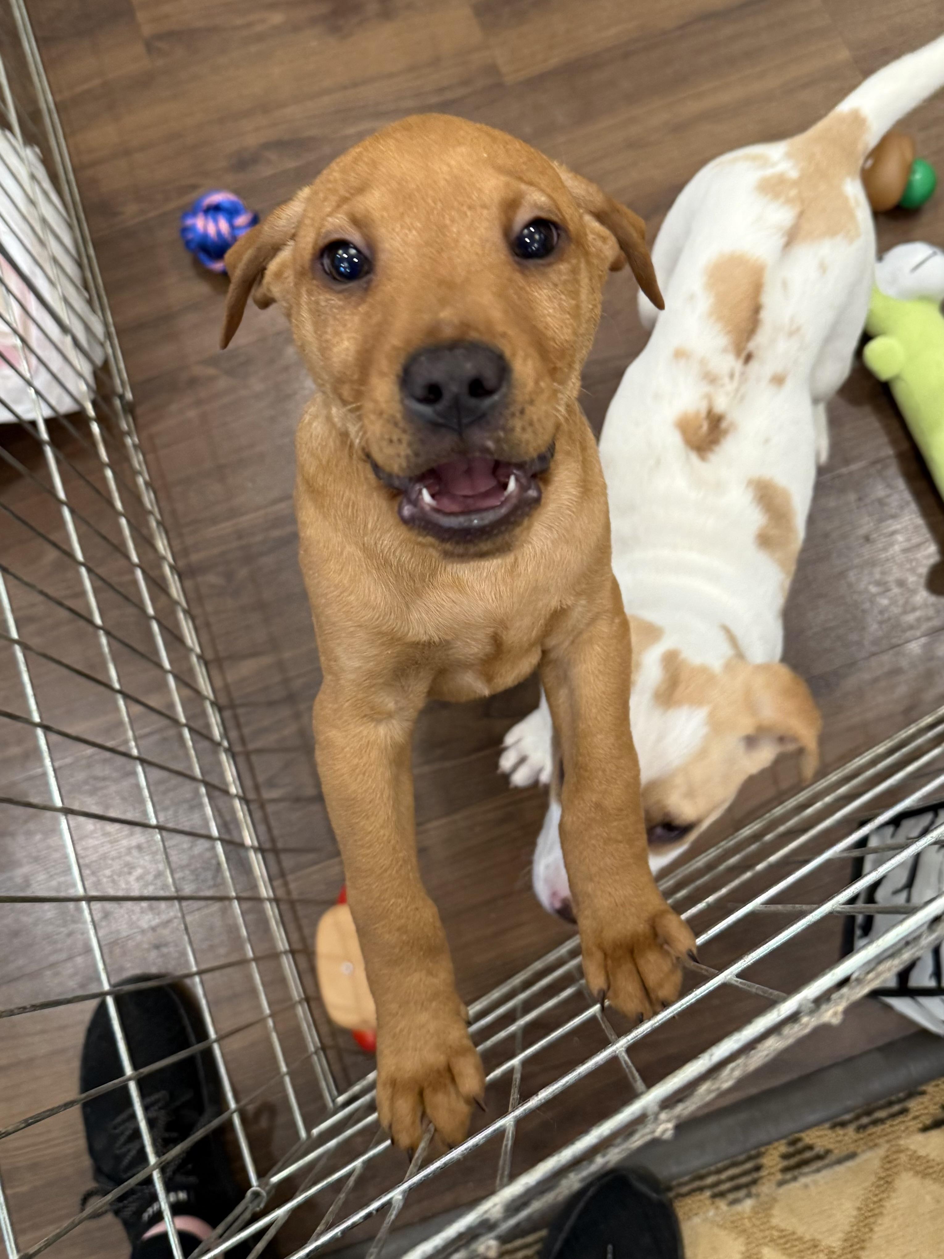 Enlarge Johnny, an adopted mixed breed in Succasunna, NJ image 5/6