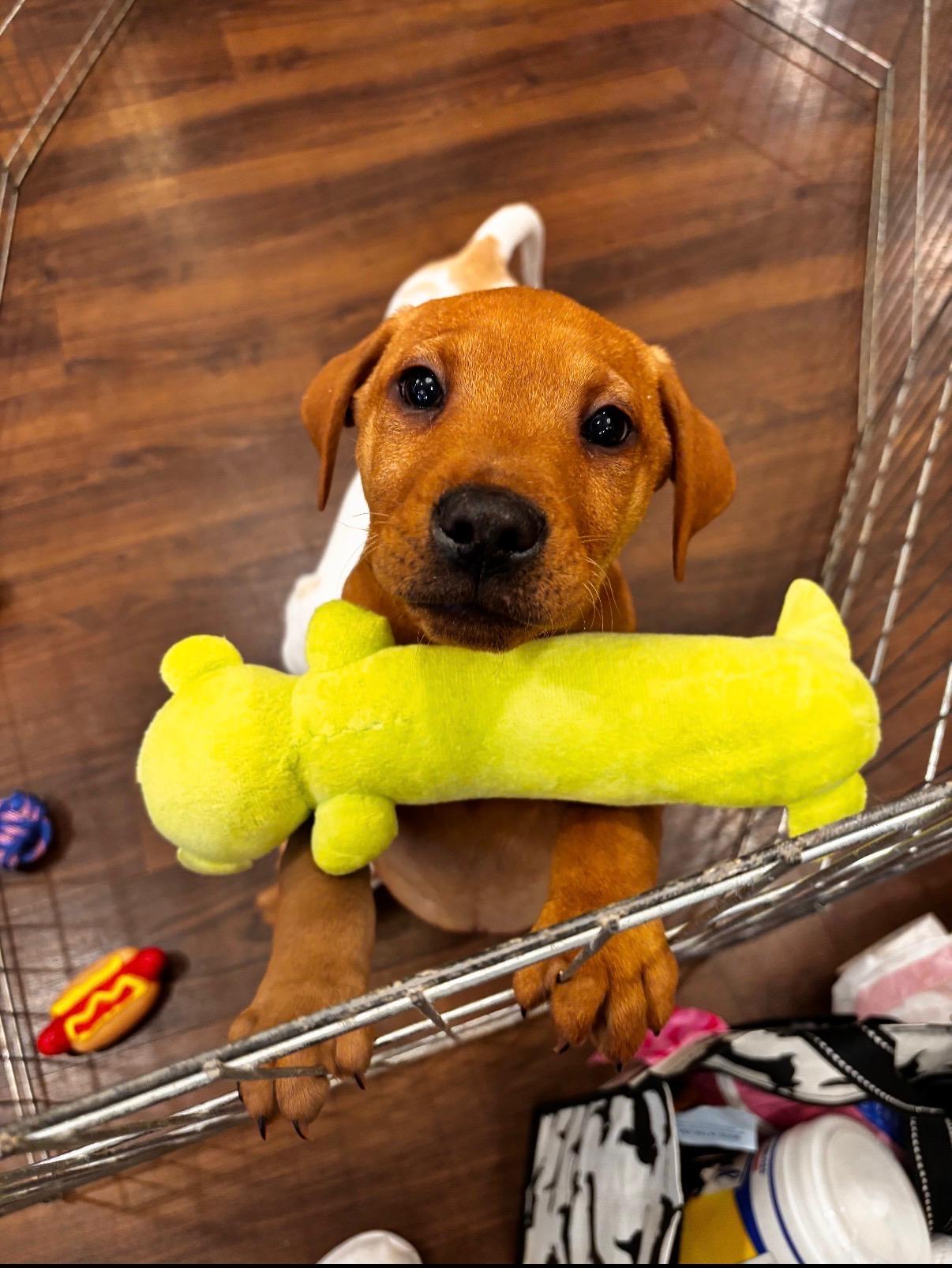 Enlarge Johnny, an adopted mixed breed in Succasunna, NJ image 2/6