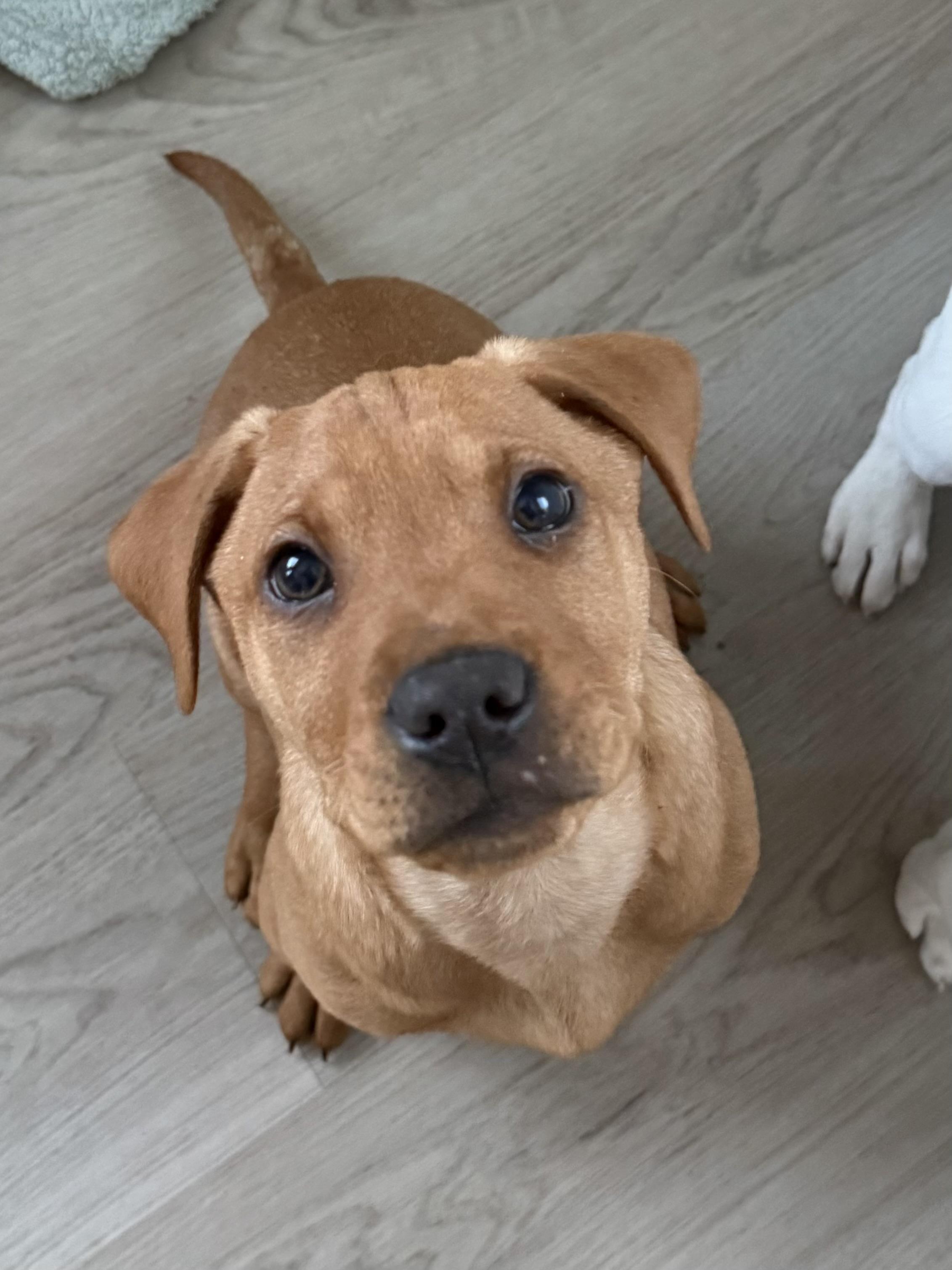 Enlarge Johnny, an adopted mixed breed in Succasunna, NJ image 1/6