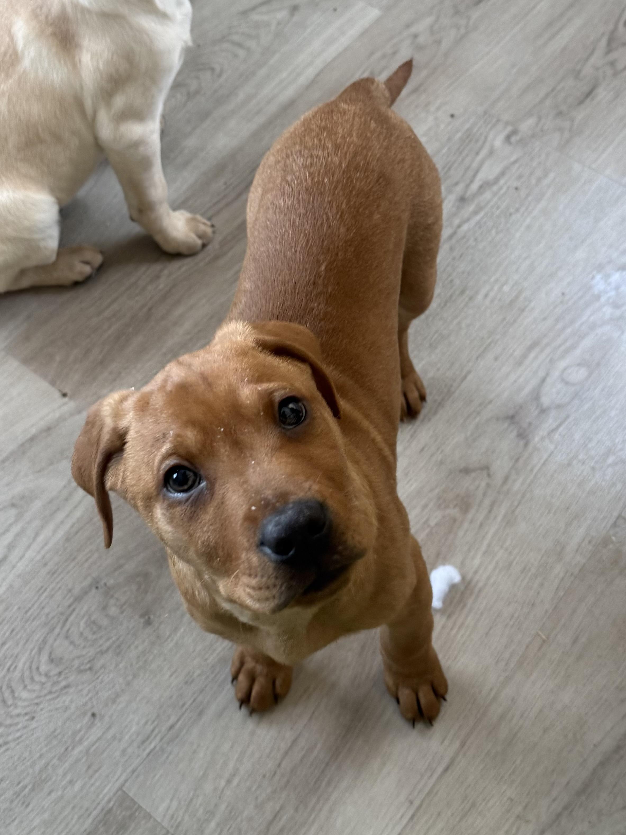 Enlarge Johnny, an adopted mixed breed in Succasunna, NJ image 6/6