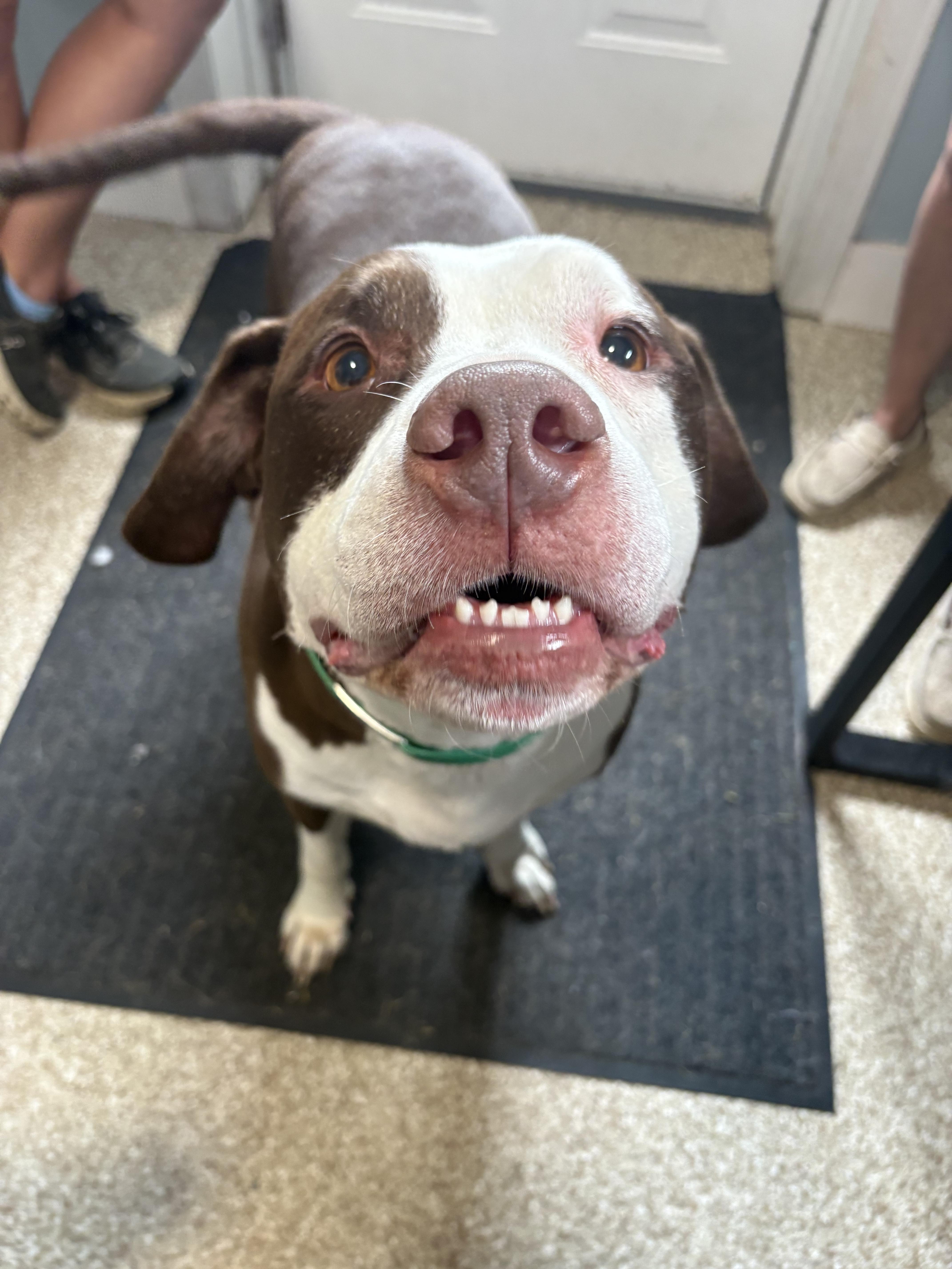 Enlarge Patches, a Adoptable mixed breed in Dillsburg, PA image 1/2