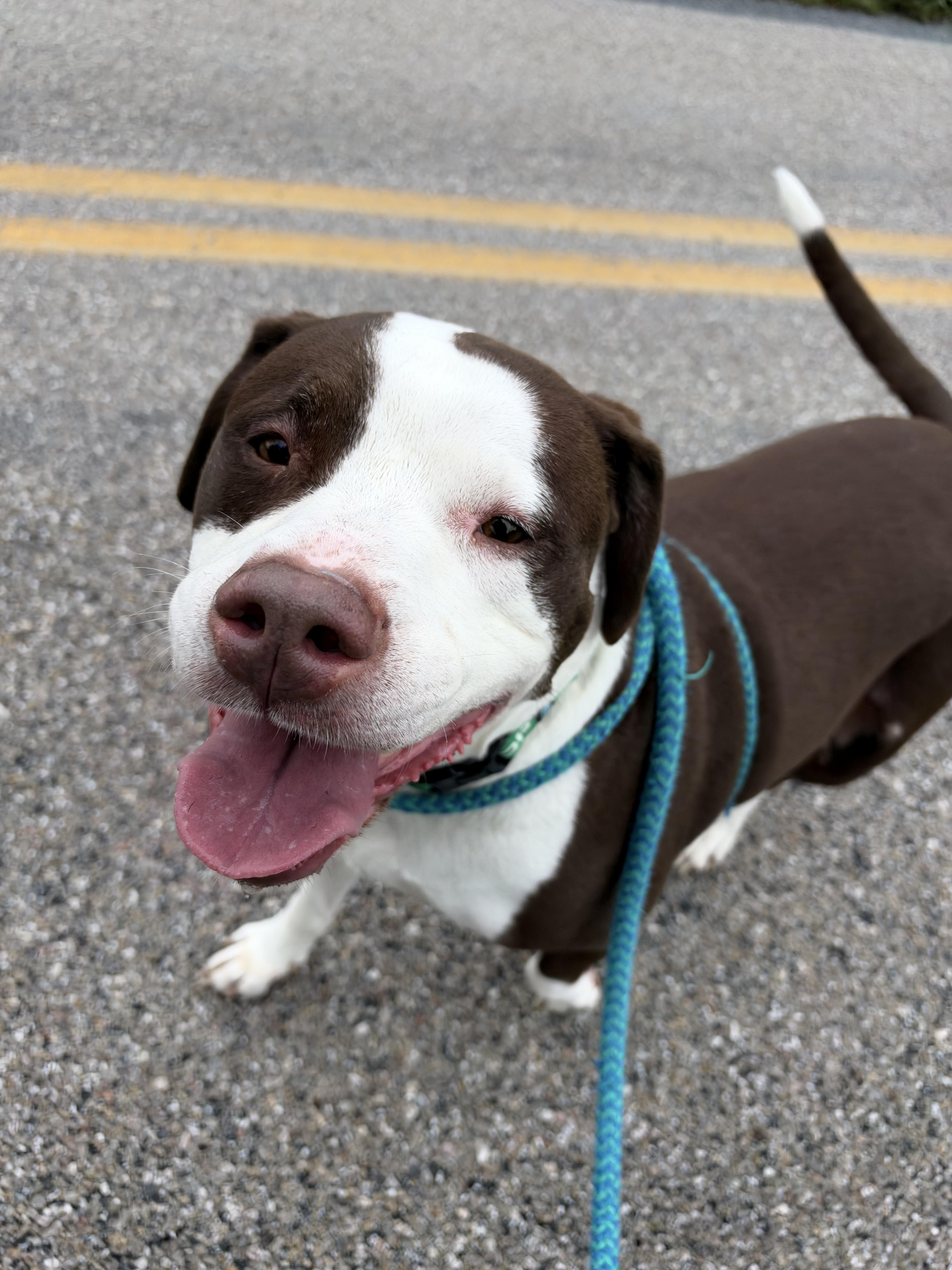 Enlarge Patches, a Adoptable mixed breed in Dillsburg, PA image 2/2