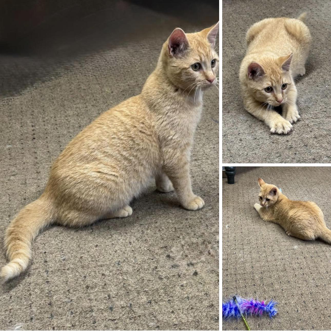 Simba, Adoptable, Kitten Male Domestic Short Hair.