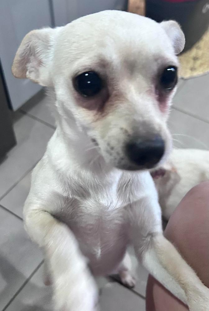 Enlarge Mariah, a Adoptable mixed breed in Saugus, MA image 1/6