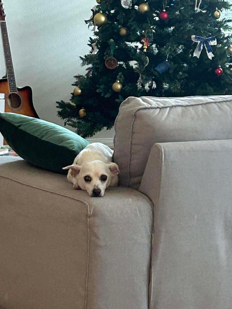 Enlarge Mariah, a Adoptable mixed breed in Saugus, MA image 3/6