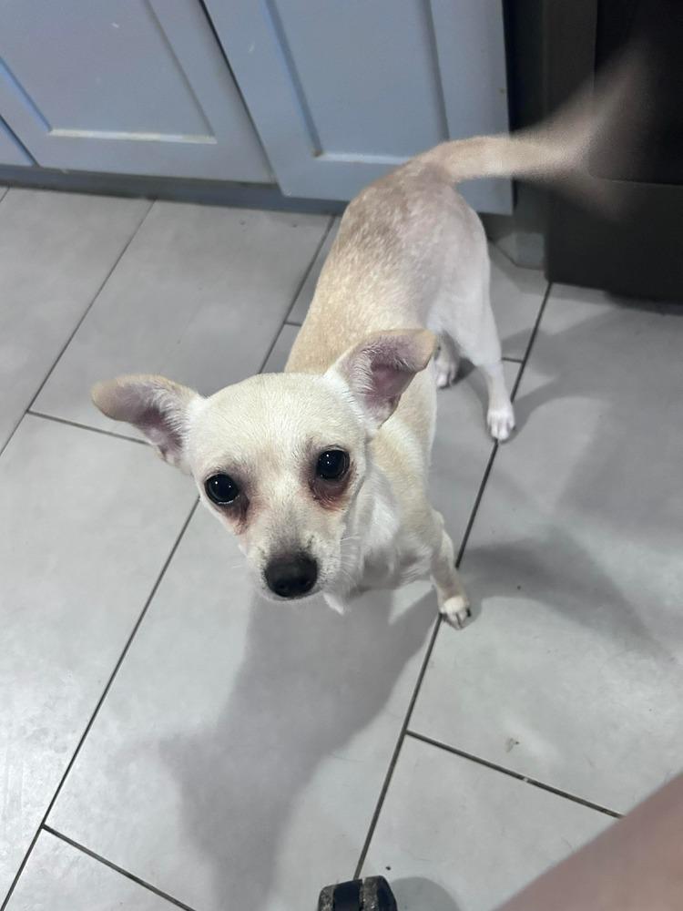 Enlarge Mariah, a Adoptable mixed breed in Saugus, MA image 4/6