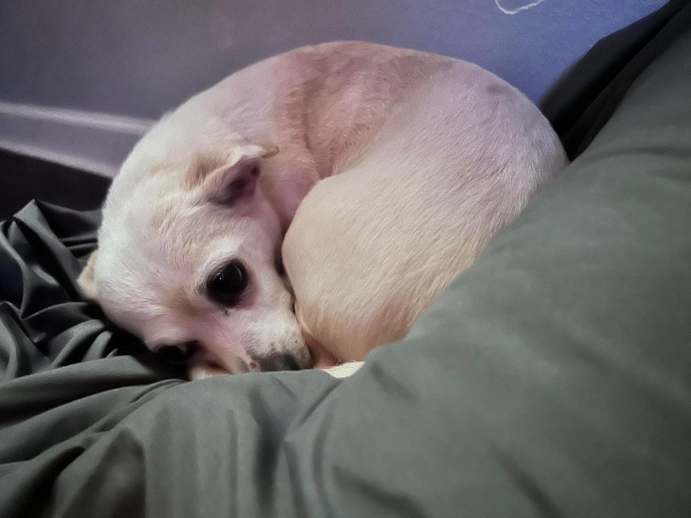 Enlarge Mariah, a Adoptable mixed breed in Saugus, MA image 5/6