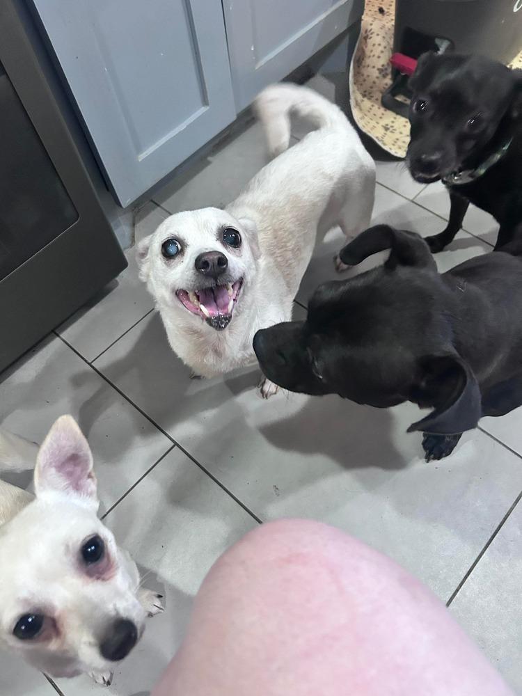 Enlarge Mariah, a Adoptable mixed breed in Saugus, MA image 6/6