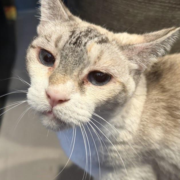 Casper, Adoptable, Senior Female Siamese.