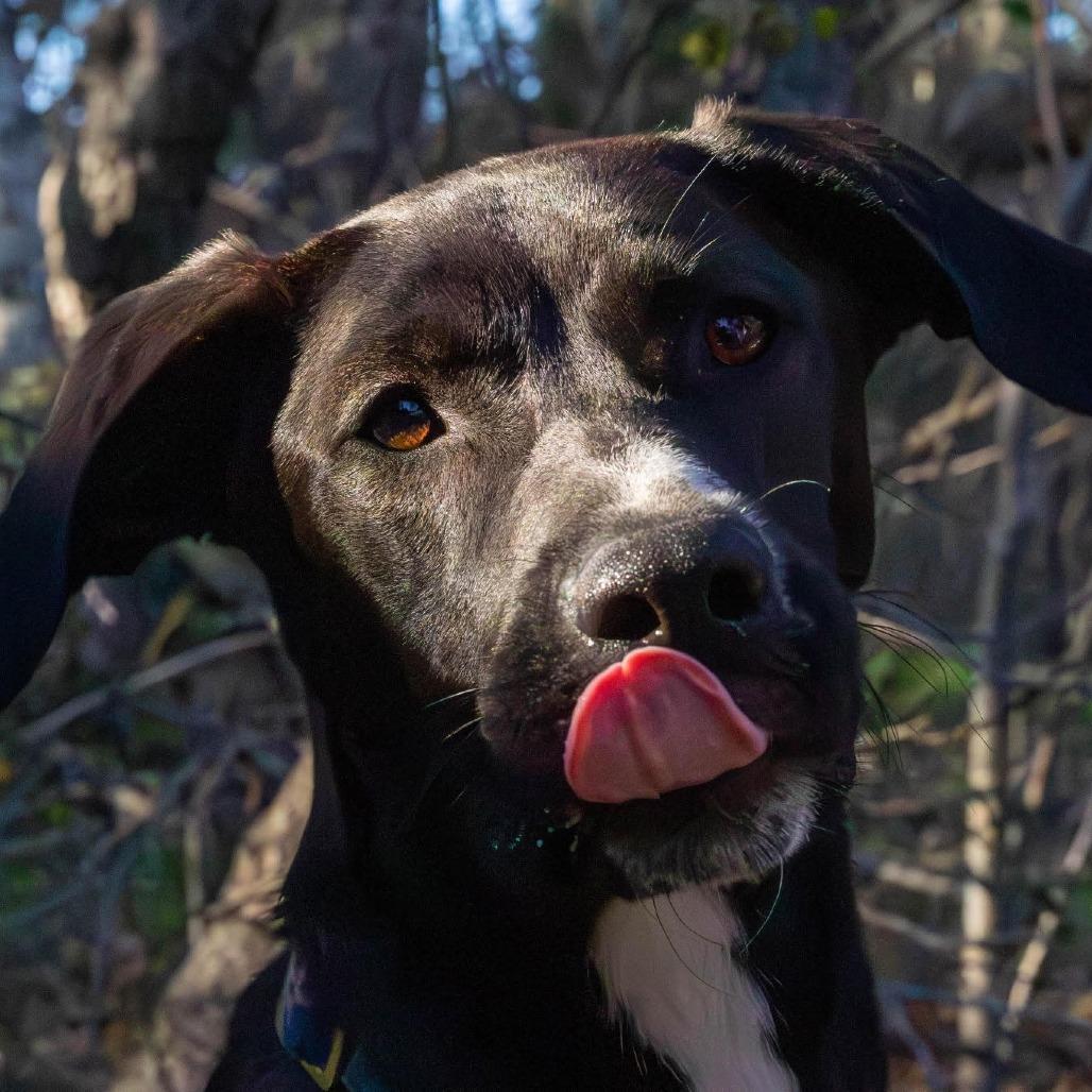 Misty AK, Adult Female Black Labrador Retriever