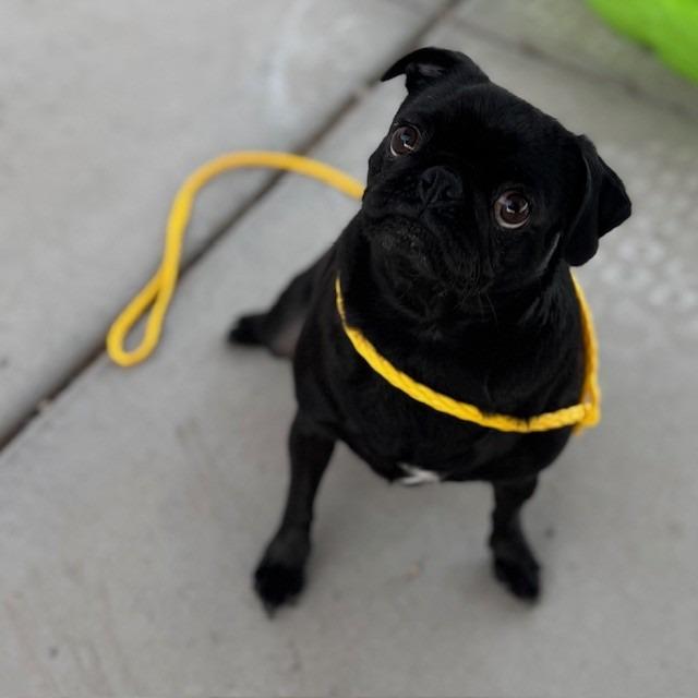 Luna, Adoptable, Adult Female Pug.