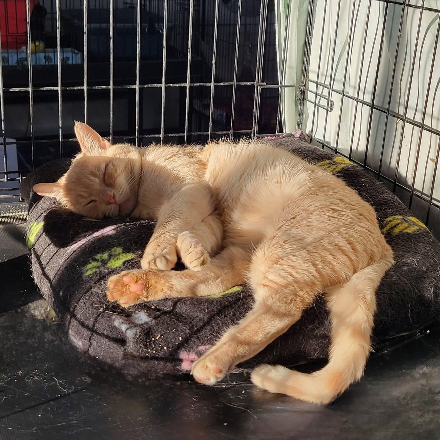 Enlarge Spooky, a ADOPTABLE Domestic Short Hair in Clarinda, IA image 5/6