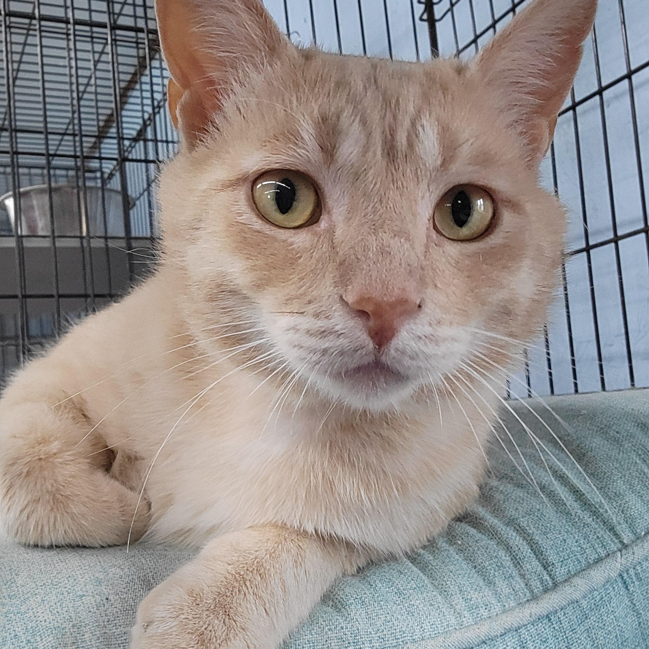 Spooky, ADOPTABLE, Young Male Domestic Short Hair.