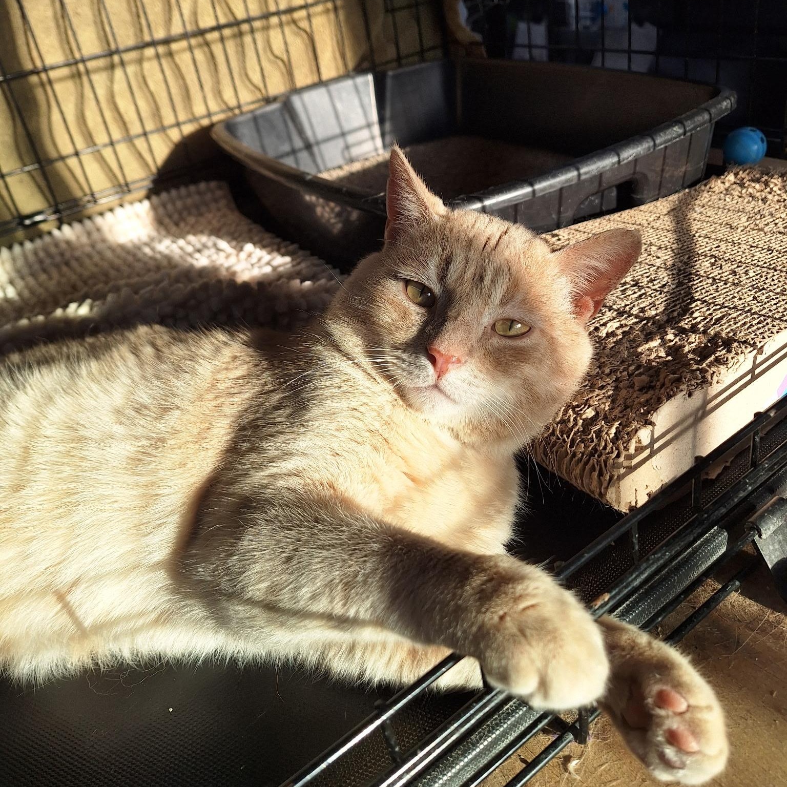 Enlarge Spooky, a ADOPTABLE Domestic Short Hair in Clarinda, IA image 6/6
