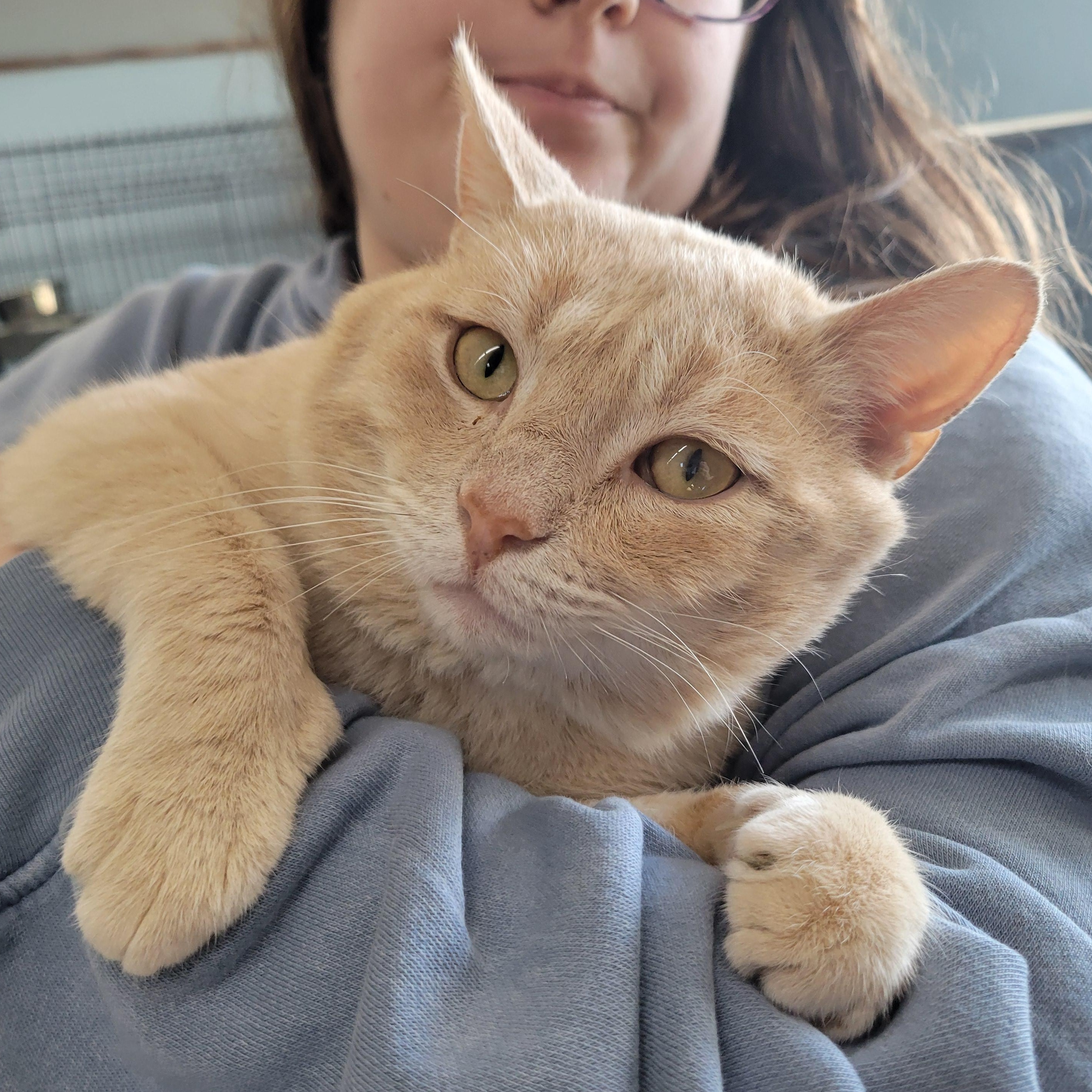 Enlarge Spooky, a ADOPTABLE Domestic Short Hair in Clarinda, IA image 2/6