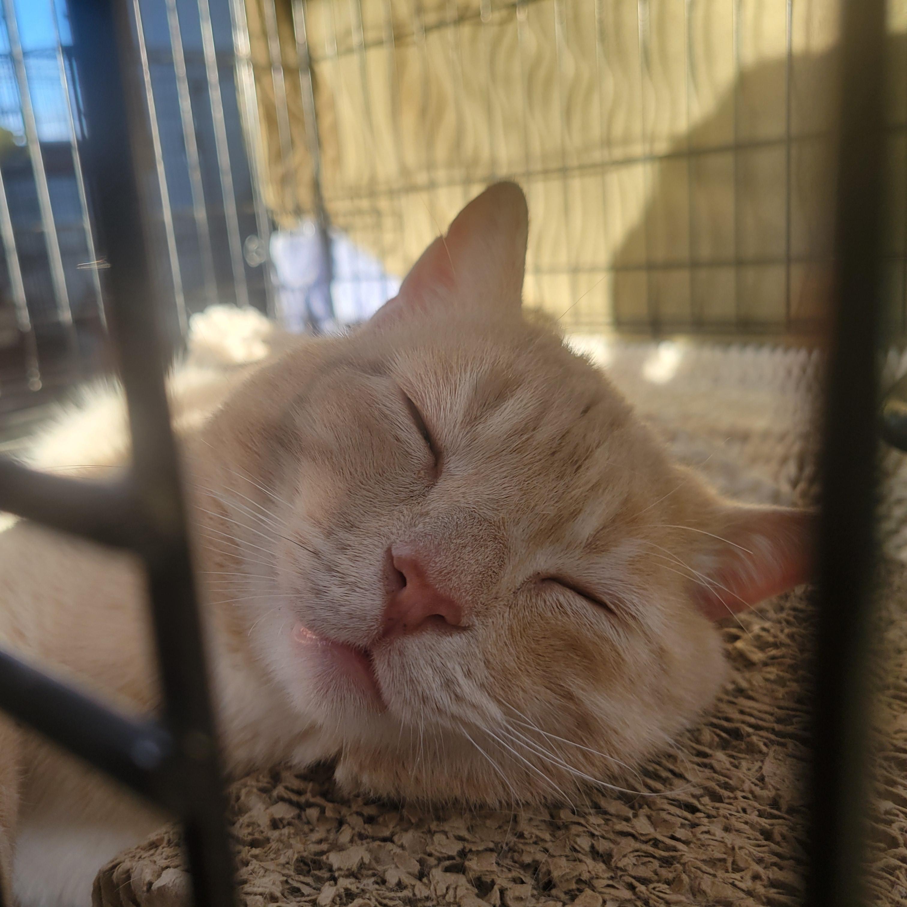 Enlarge Spooky, a ADOPTABLE Domestic Short Hair in Clarinda, IA image 3/6