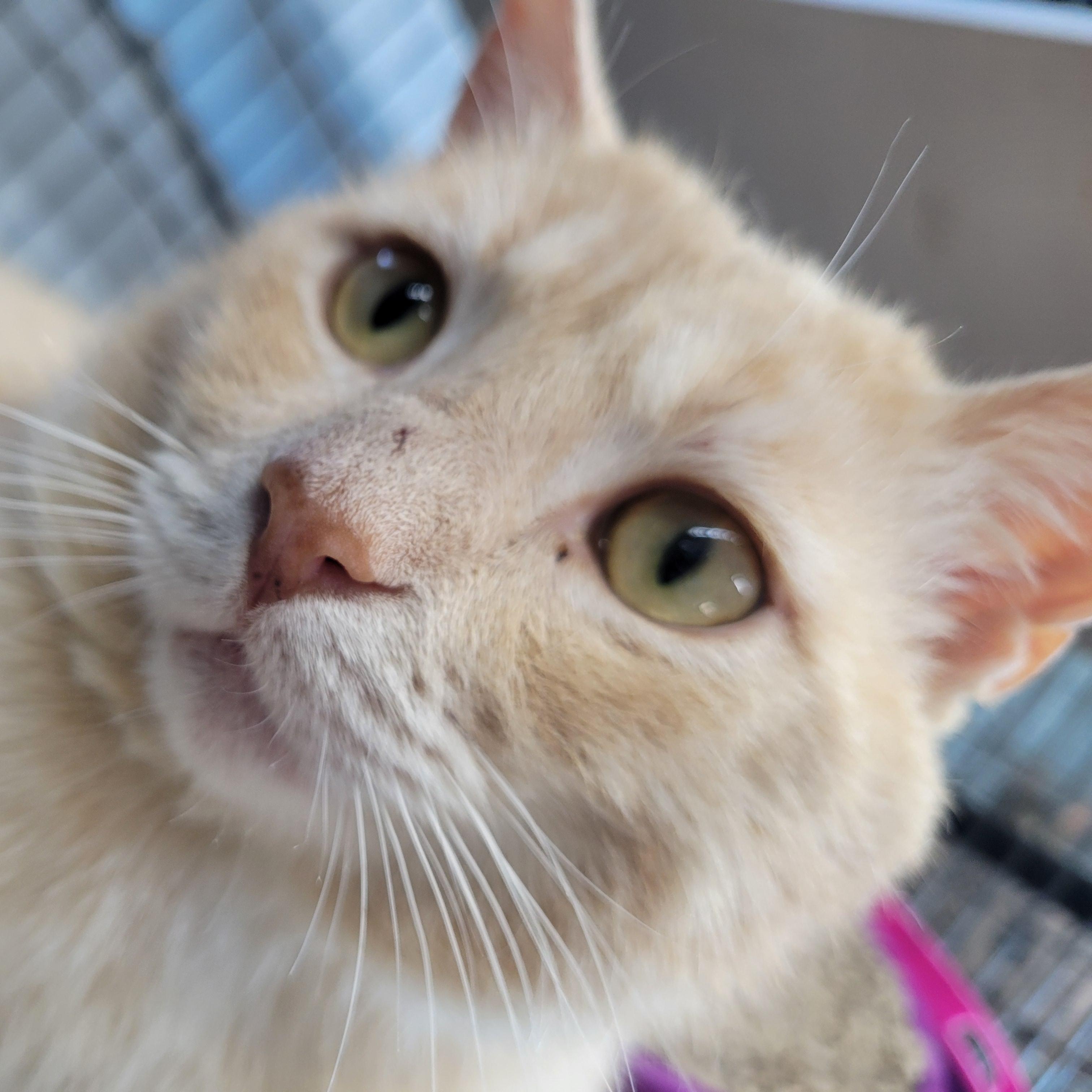 Spooky, ADOPTABLE, Young Male Domestic Short Hair.