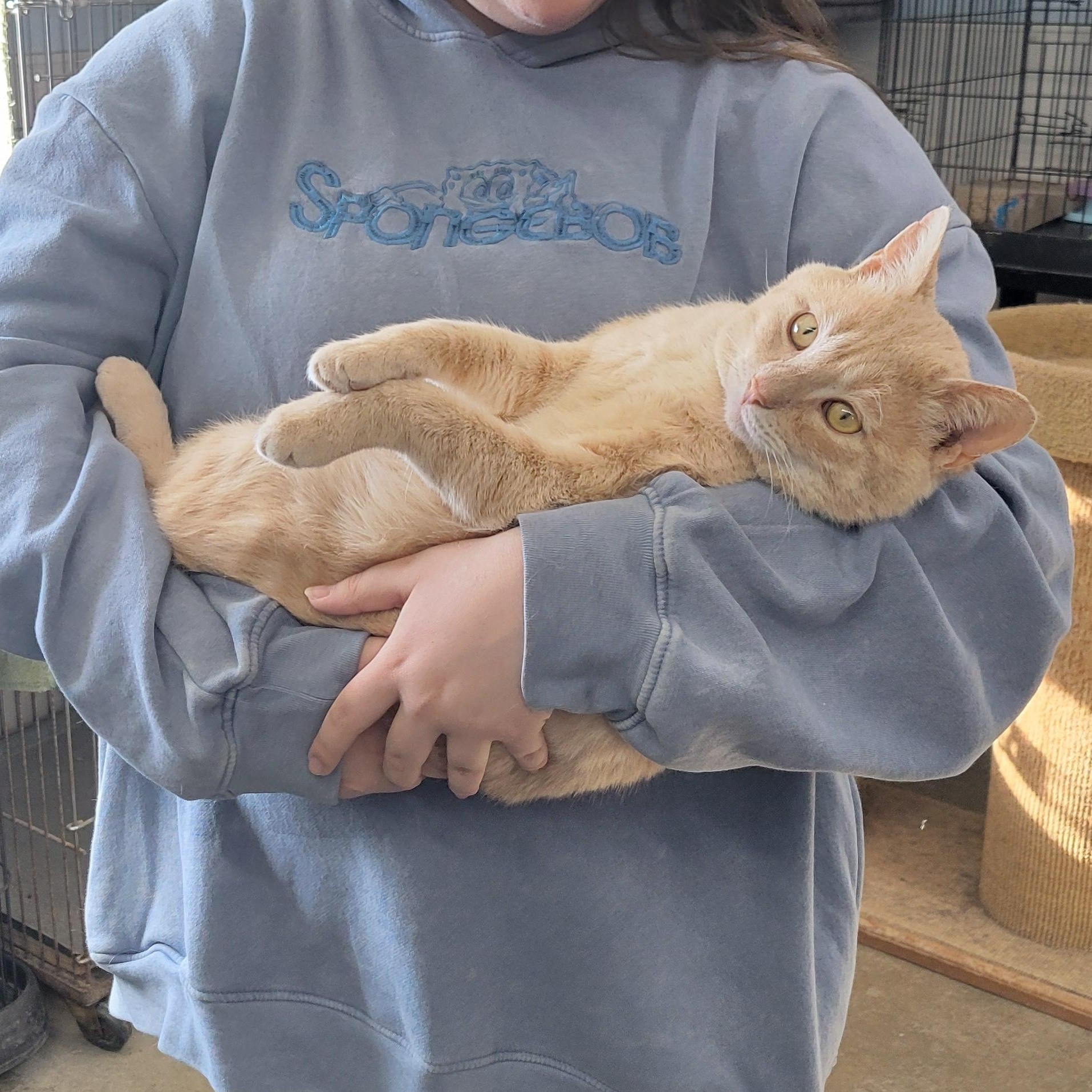 Enlarge Spooky, a ADOPTABLE Domestic Short Hair in Clarinda, IA image 4/6