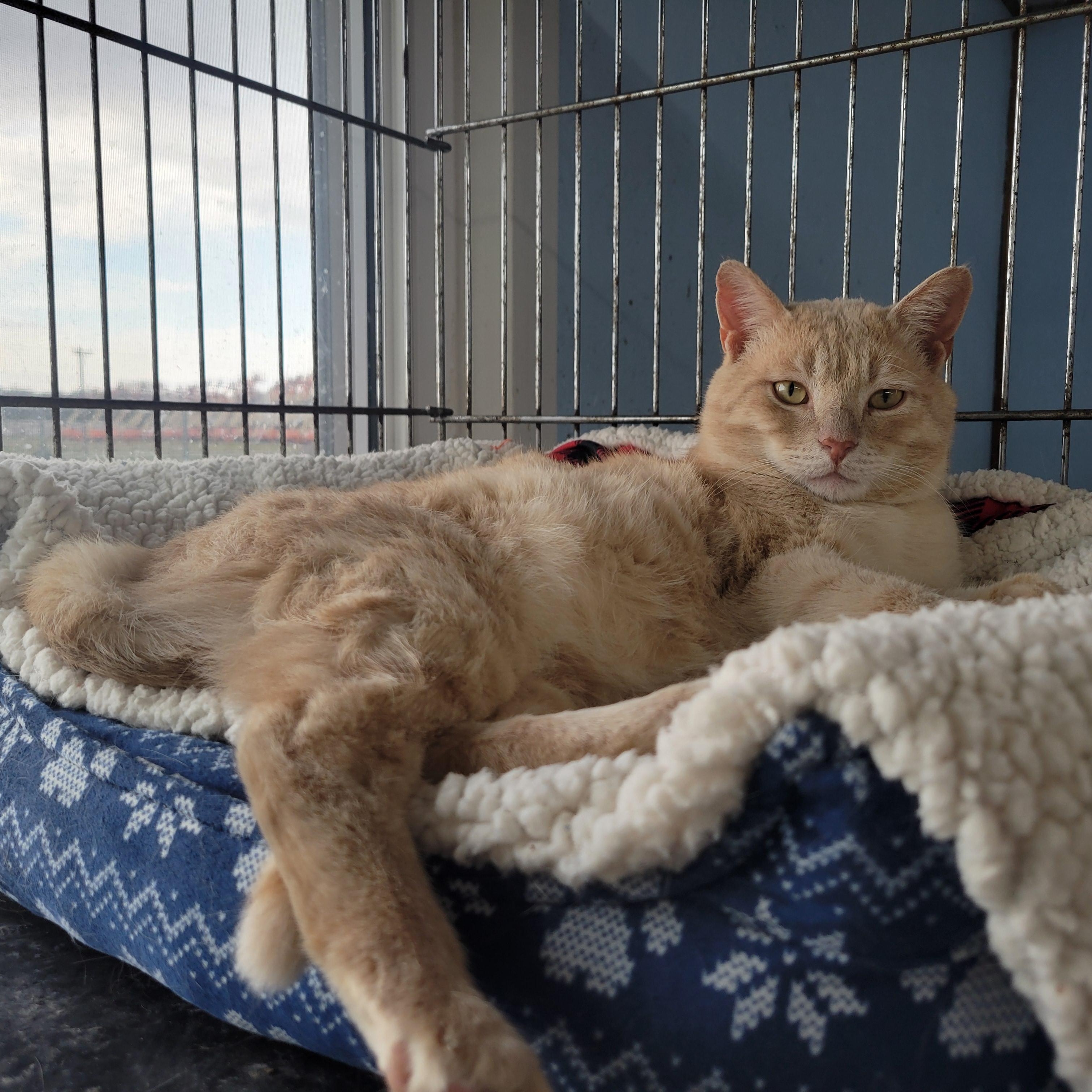 Enlarge Spooky, a ADOPTABLE Domestic Short Hair in Clarinda, IA image 2/6