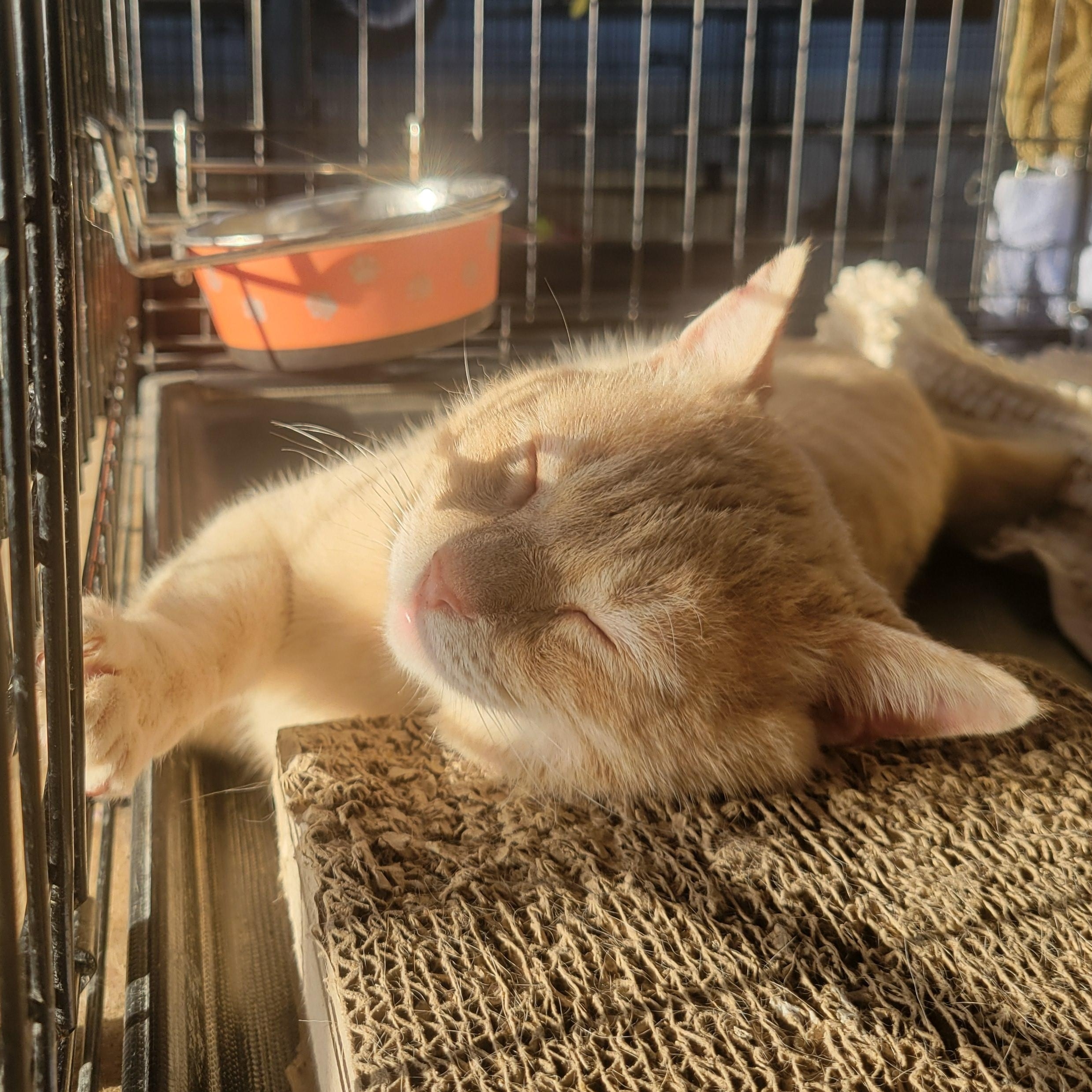 Spooky, ADOPTABLE, Young Male Domestic Short Hair.