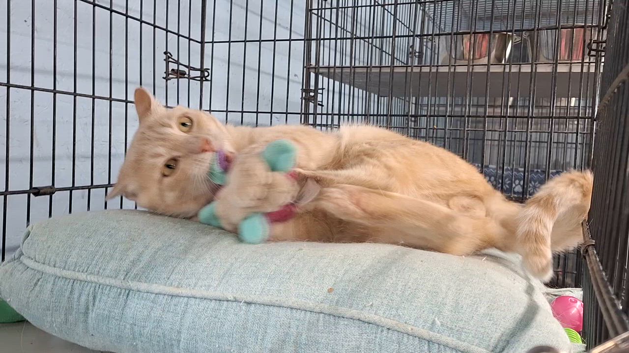 Enlarge Spooky, a ADOPTABLE Domestic Short Hair in Clarinda, IA video 6/6