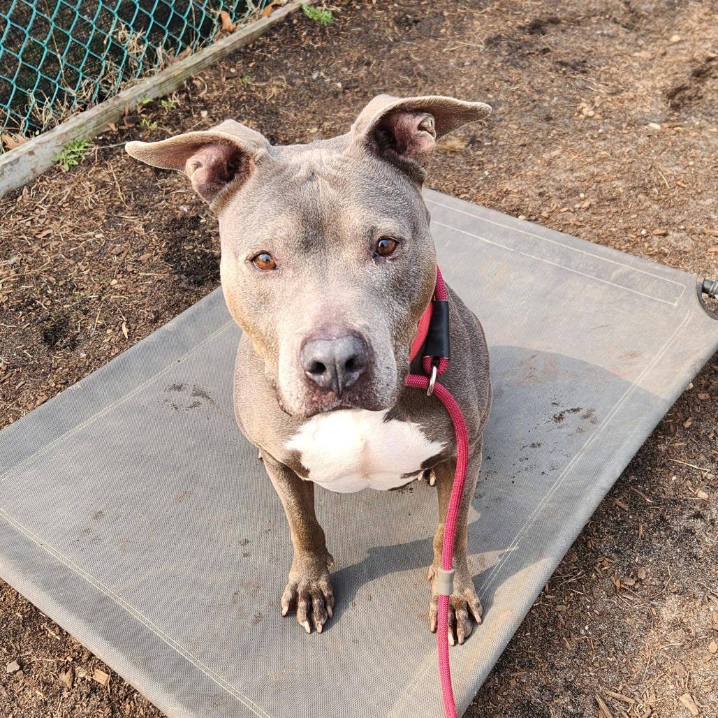 Enlarge Hazel, a Adoptable Pit Bull Terrier in Vineland, NJ image 1/4