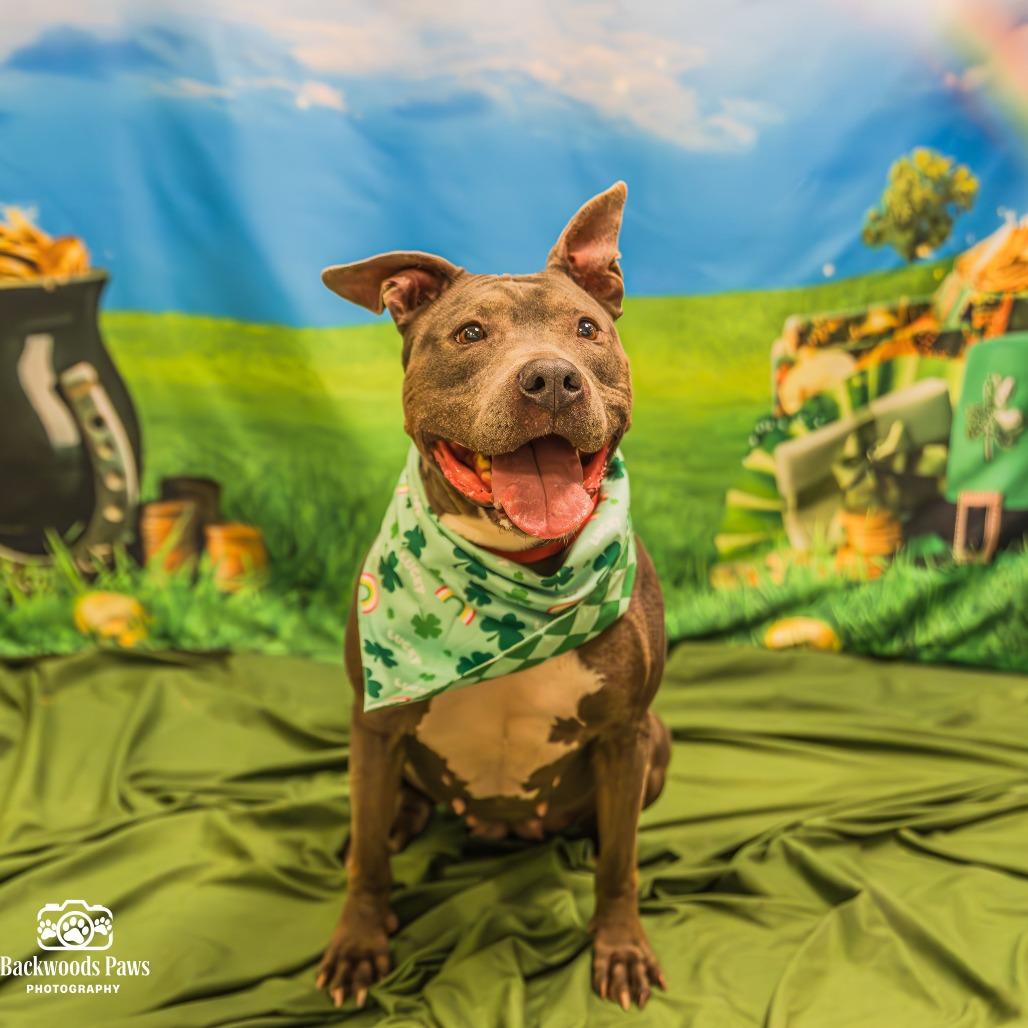 Enlarge Hazel, a Adoptable Pit Bull Terrier in Vineland, NJ image 2/4