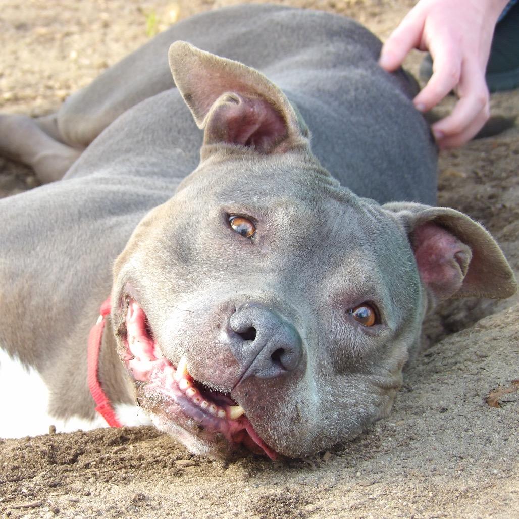 Enlarge Hazel, a Adoptable Pit Bull Terrier in Vineland, NJ image 3/4