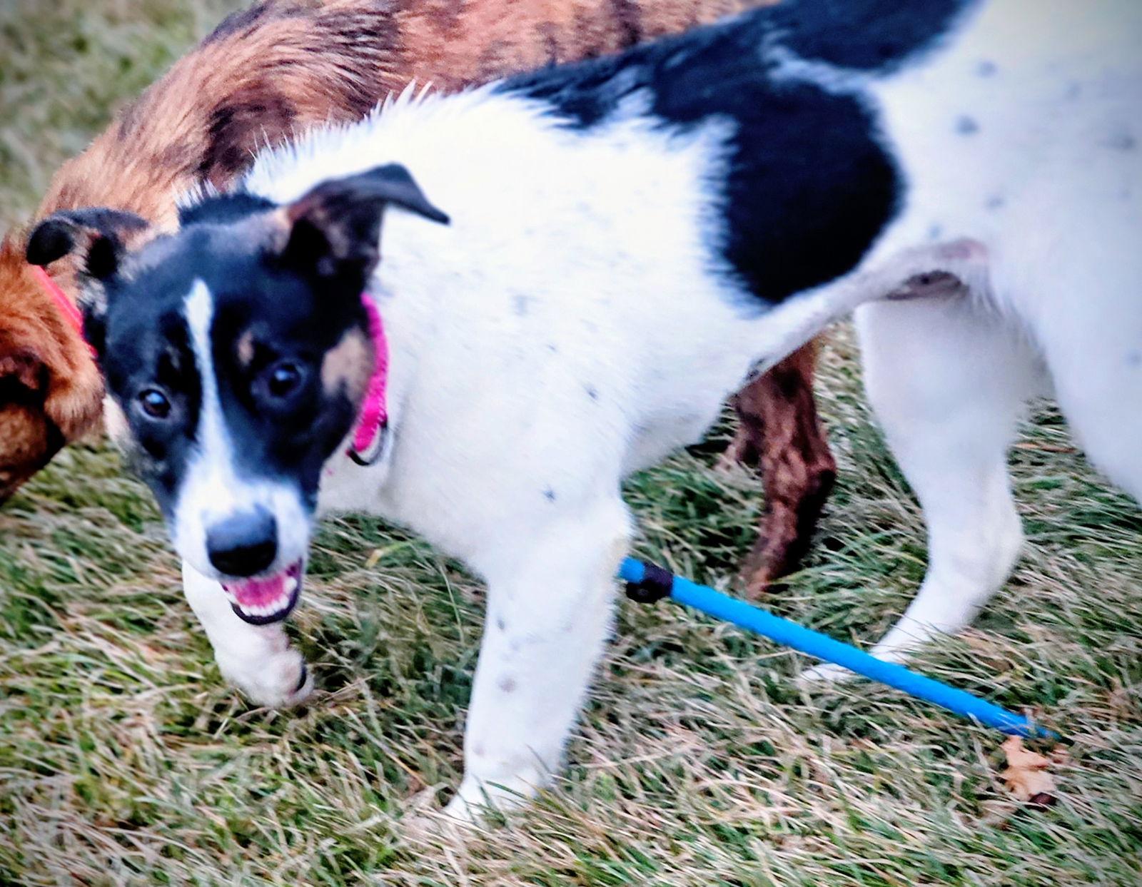 Angel, Adoptable, Young Female Australian Cattle Dog / Blue Heeler & Australian Shepherd.