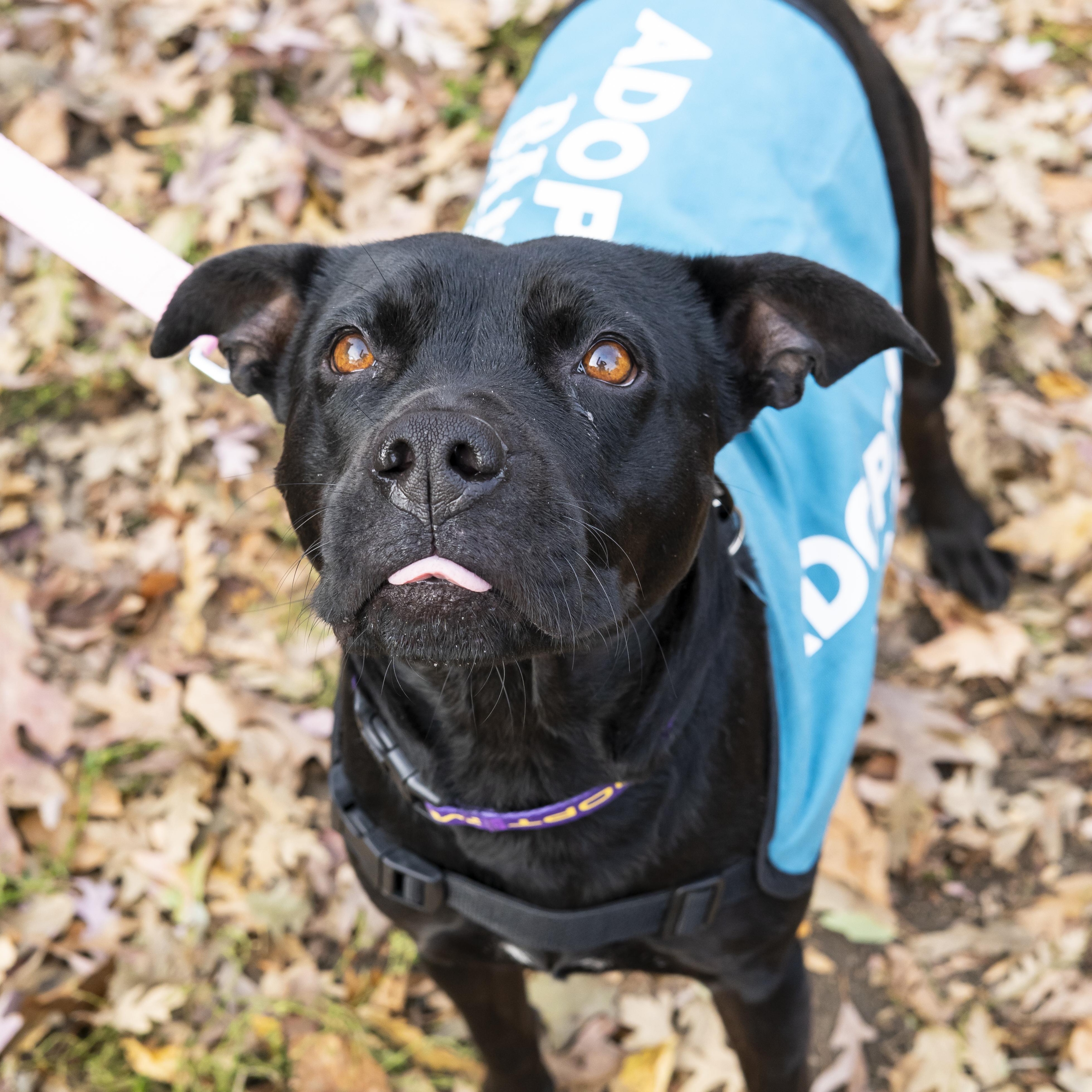 Natasha Cloud, a Adoptable Terrier in Brooklyn, NY image 6/6