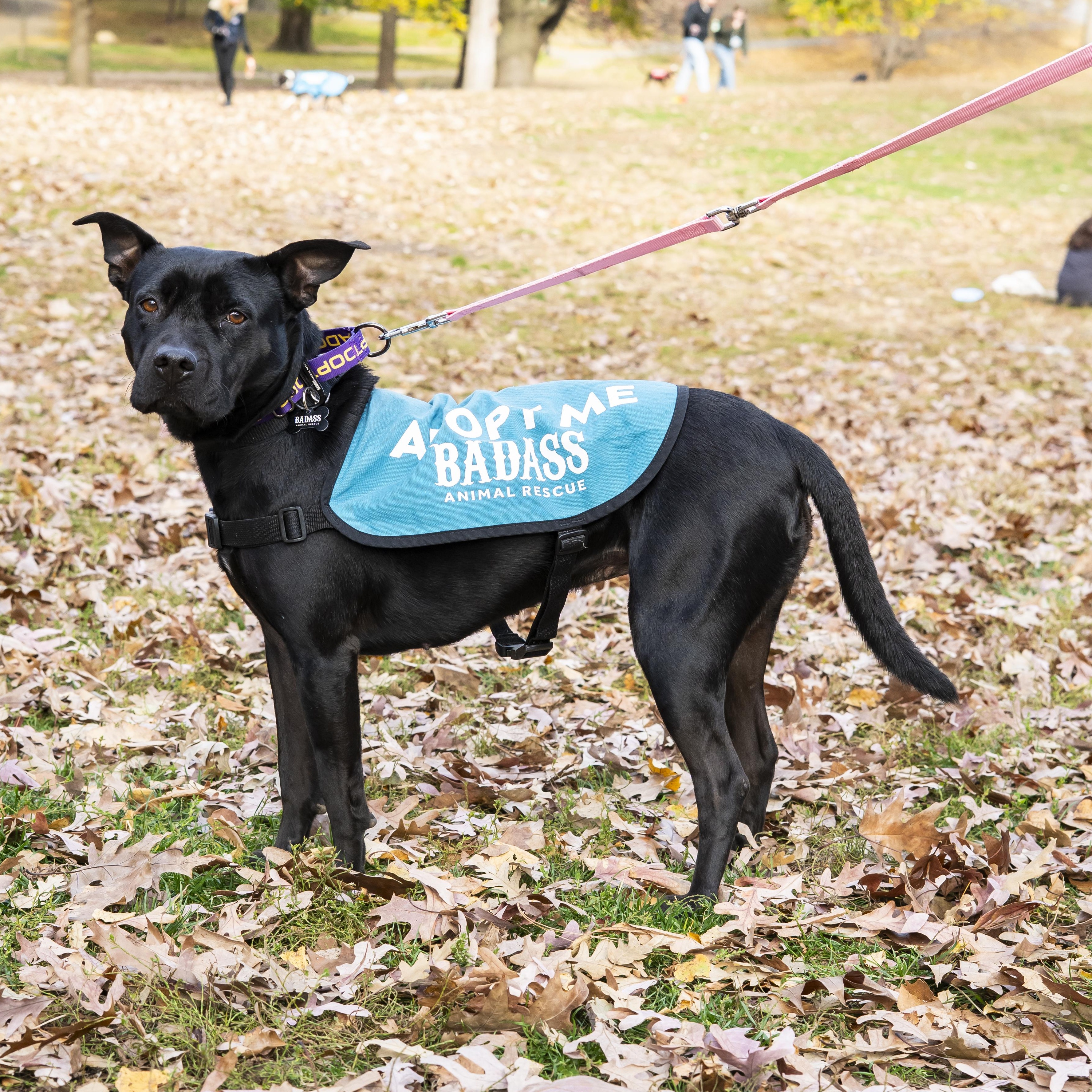 Natasha Cloud, a Adoptable Terrier in Brooklyn, NY image 5/6